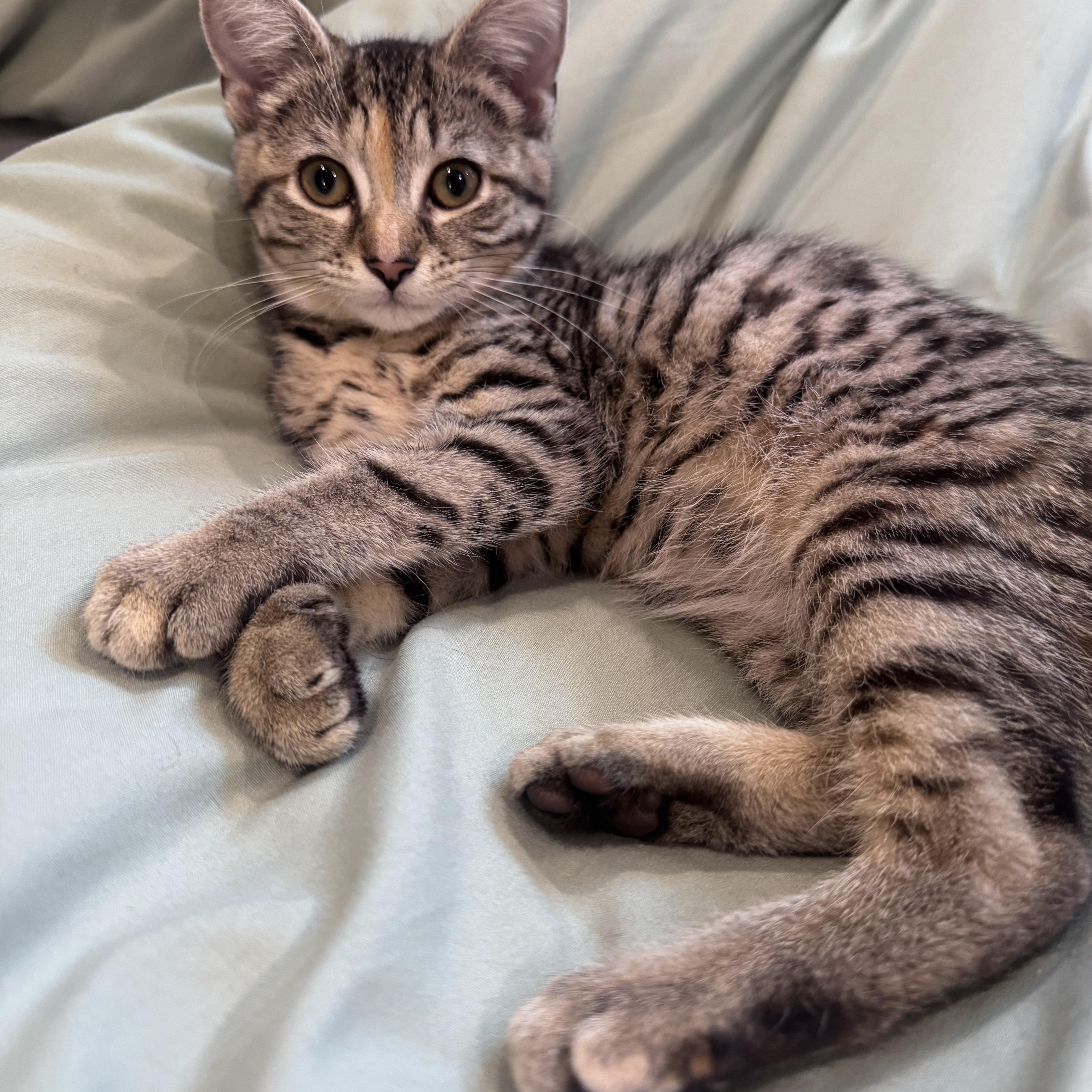 Enlarge Mango & Poppy - 4 MONTHS - A LITTLE BIT OF CHILL, A WHOLE LOT OF THRILL, a ADOPTABLE Domestic Short Hair in Bristow, VA image 5/5