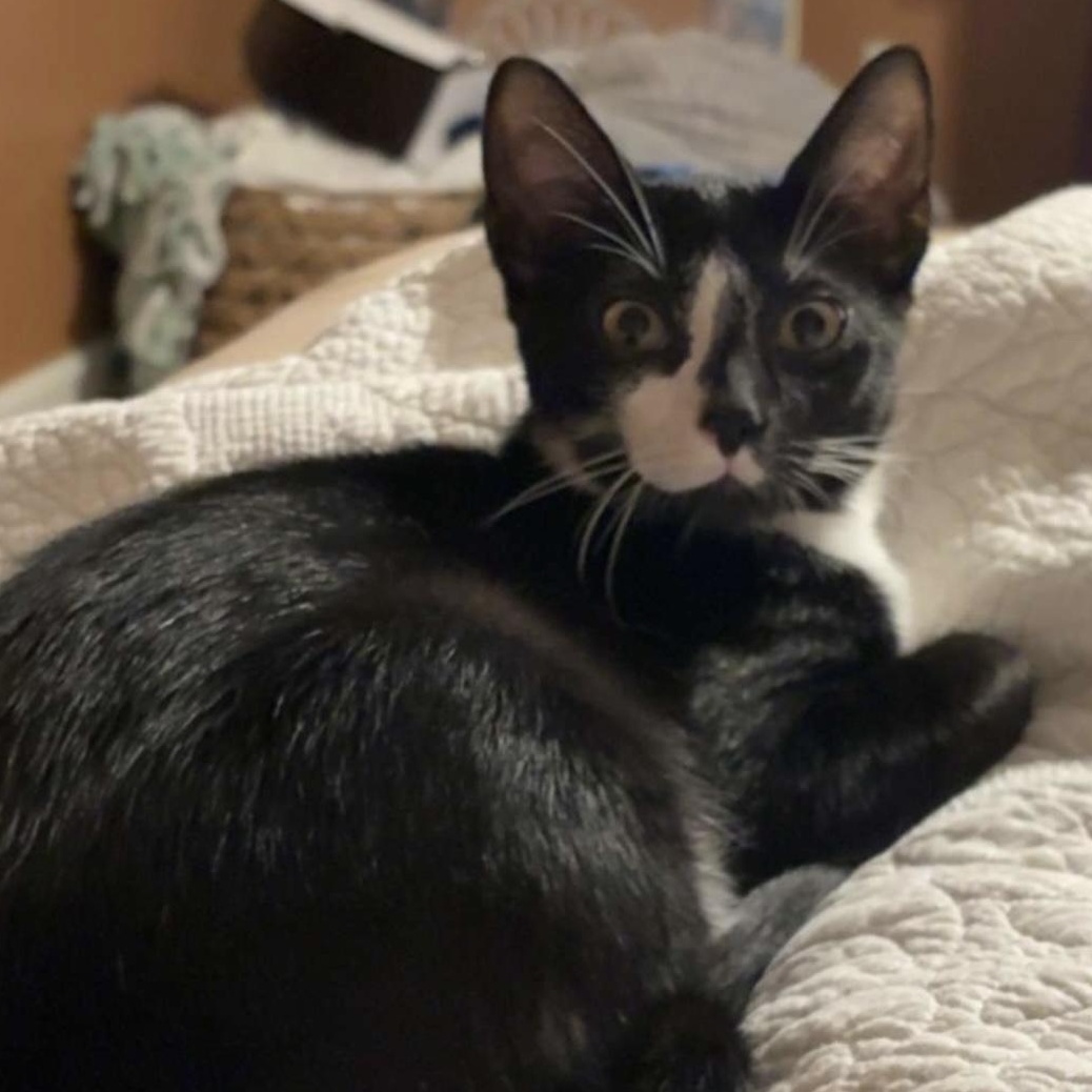 Ozzy, Adoptable, Young Male Domestic Short Hair.