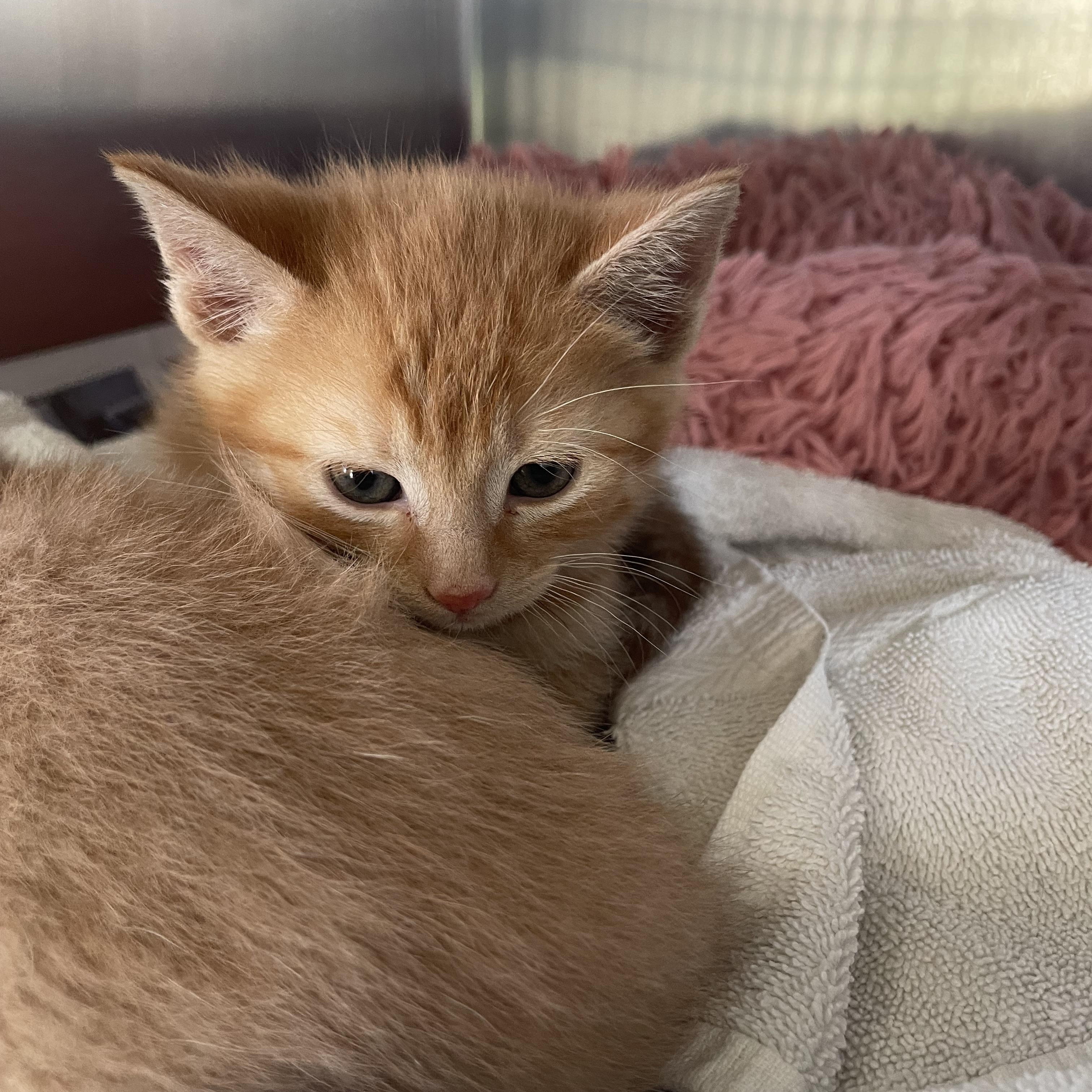 Enlarge Finley, a ADOPTABLE Domestic Short Hair in Greenback, TN image 1/2