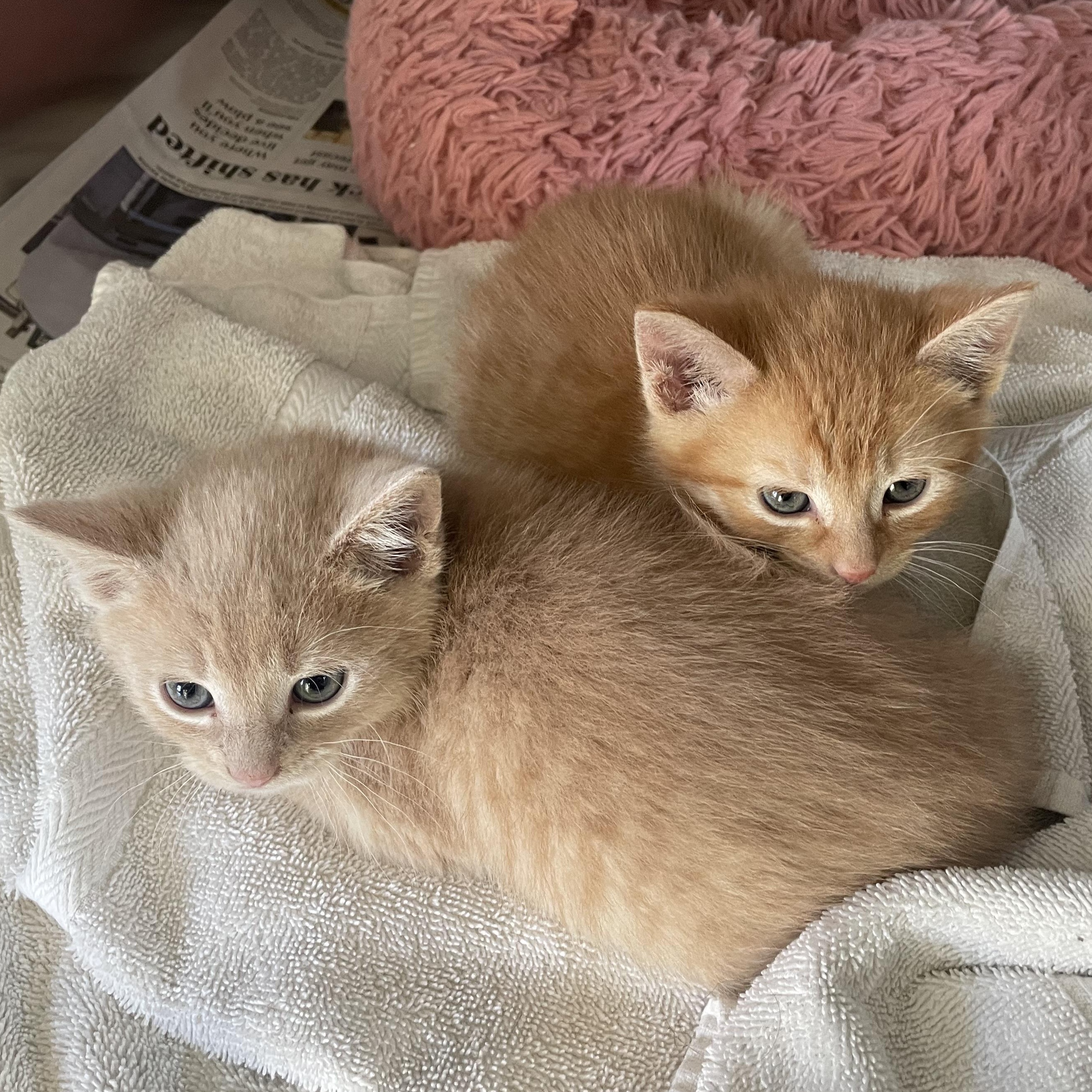 Enlarge Finley, a ADOPTABLE Domestic Short Hair in Greenback, TN image 2/2