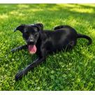 Enlarge Andy - In CT, an adopted Black Labrador Retriever in Willington, CT image 1/6