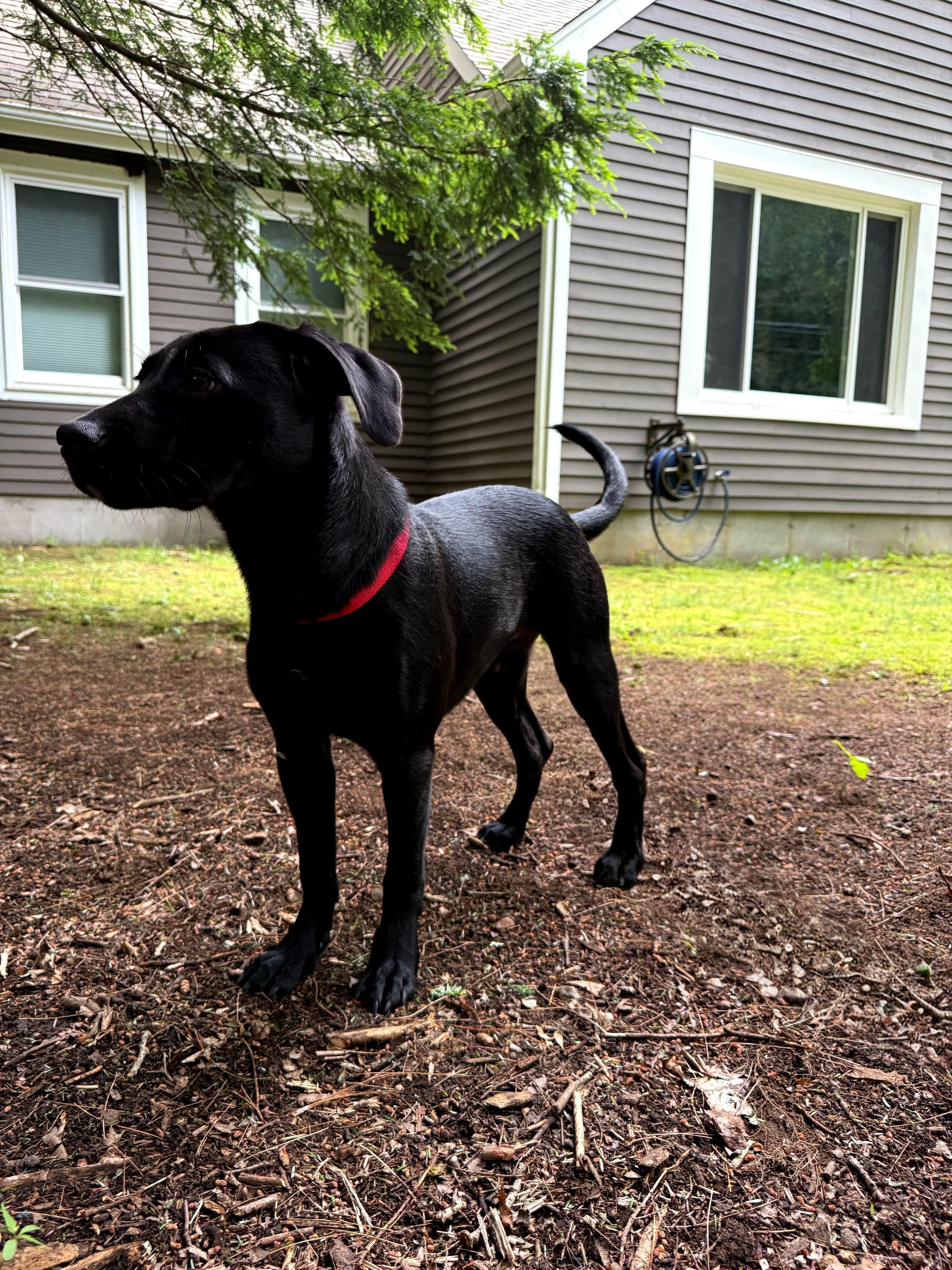 Enlarge Andy - In CT, an adopted Black Labrador Retriever in Willington, CT image 3/6