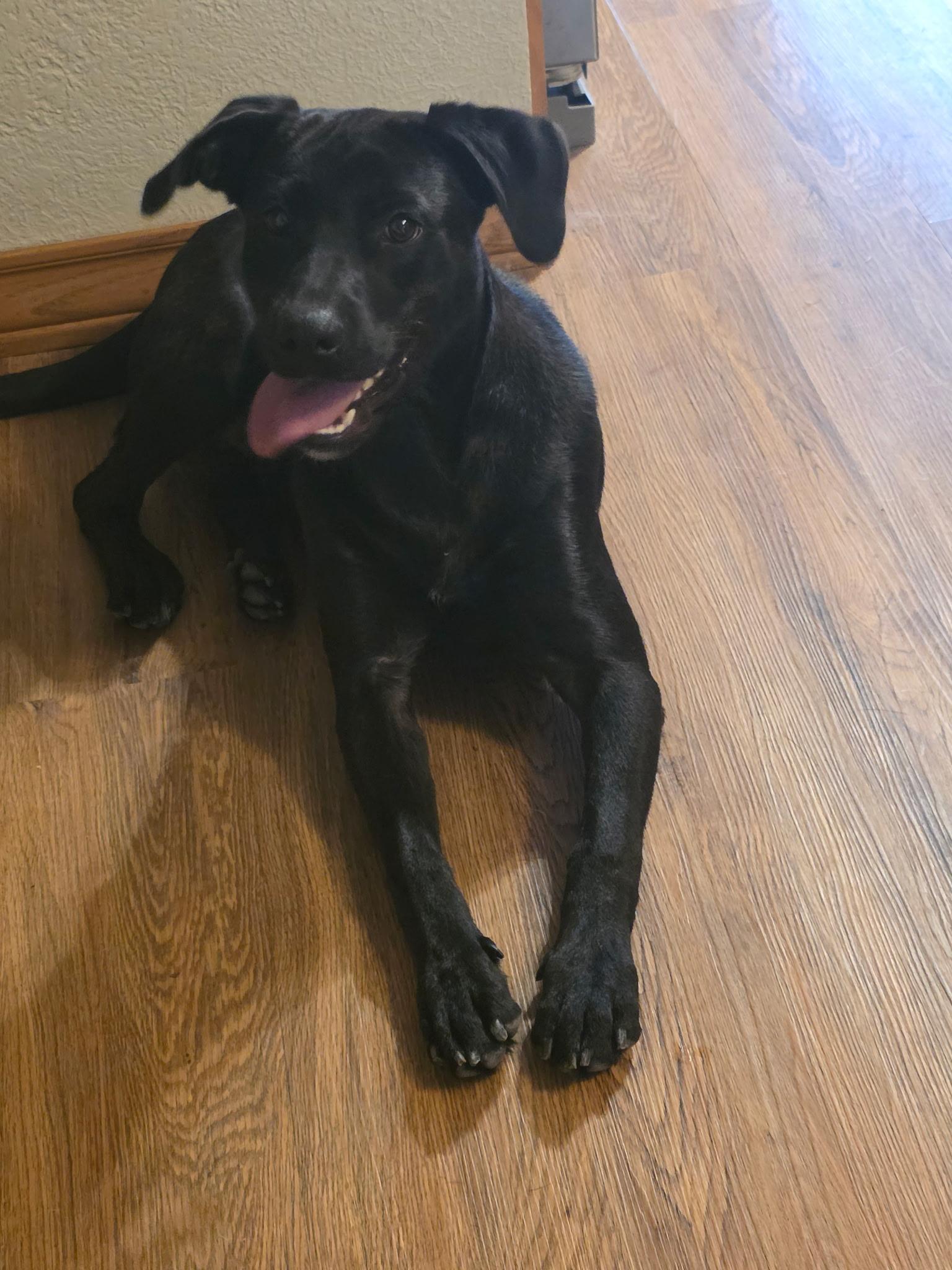 Enlarge Andy - In CT, an adopted Black Labrador Retriever in Willington, CT image 4/6