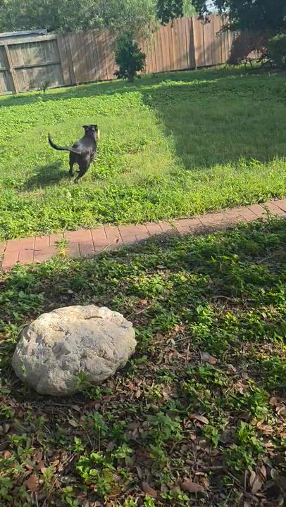Enlarge Andy - In CT, an adopted Black Labrador Retriever in Willington, CT video 6/6