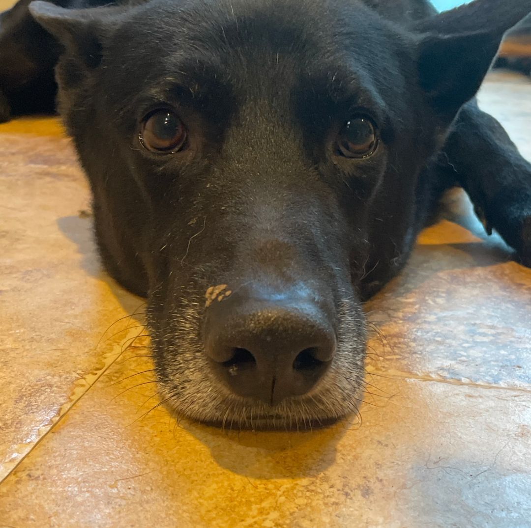Lucky, an adoptable German Shepherd Dog in woodland hills, CA, 91364 | Photo Image 2