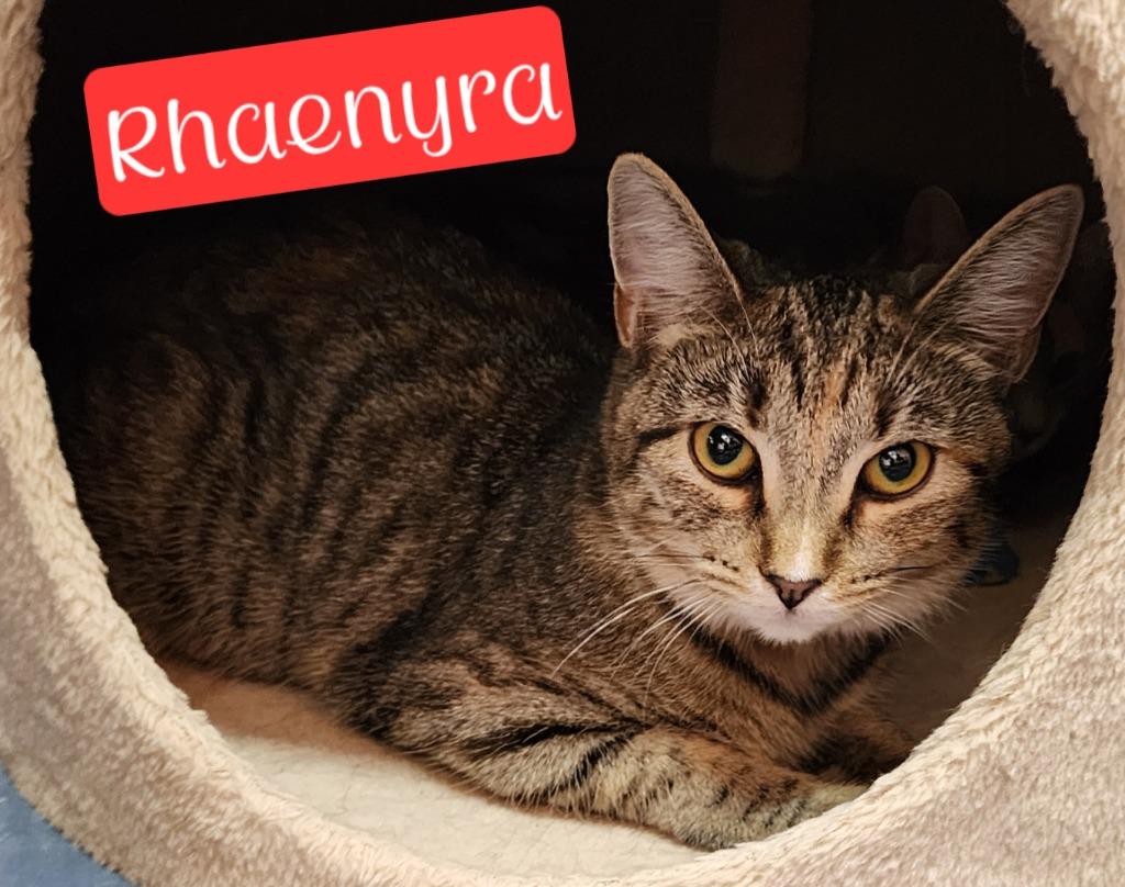 Enlarge Rhaenyra, a Adoptable mixed breed in Jim Thorpe, PA image 1/4