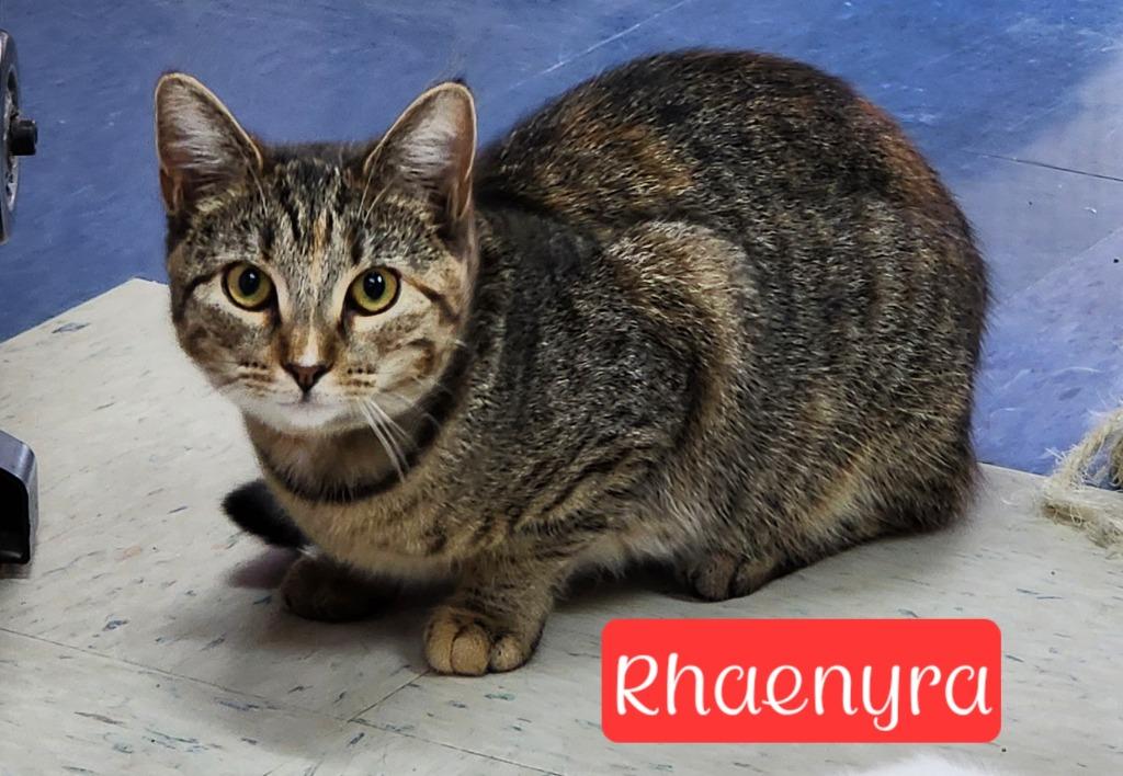 Rhaenyra, a Adoptable mixed breed in Jim Thorpe, PA image 3/4