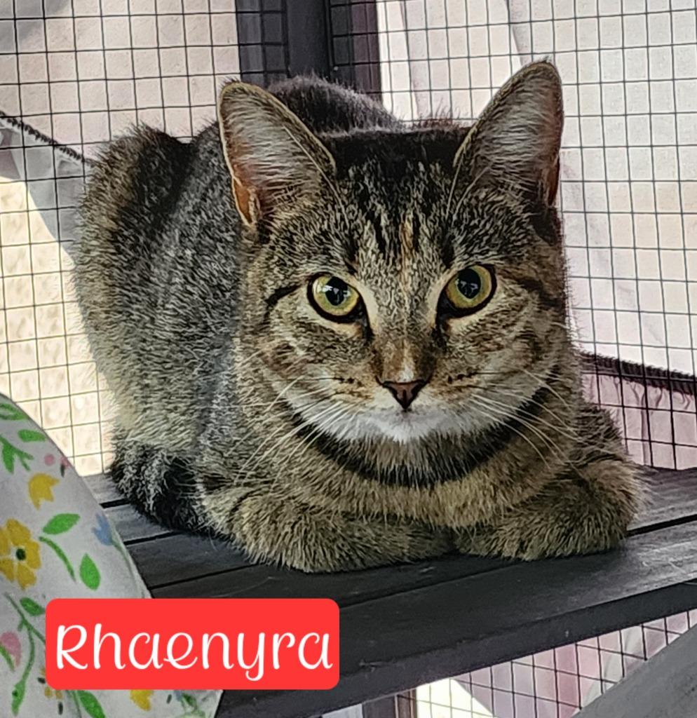 Enlarge Rhaenyra, a Adoptable mixed breed in Jim Thorpe, PA image 2/4