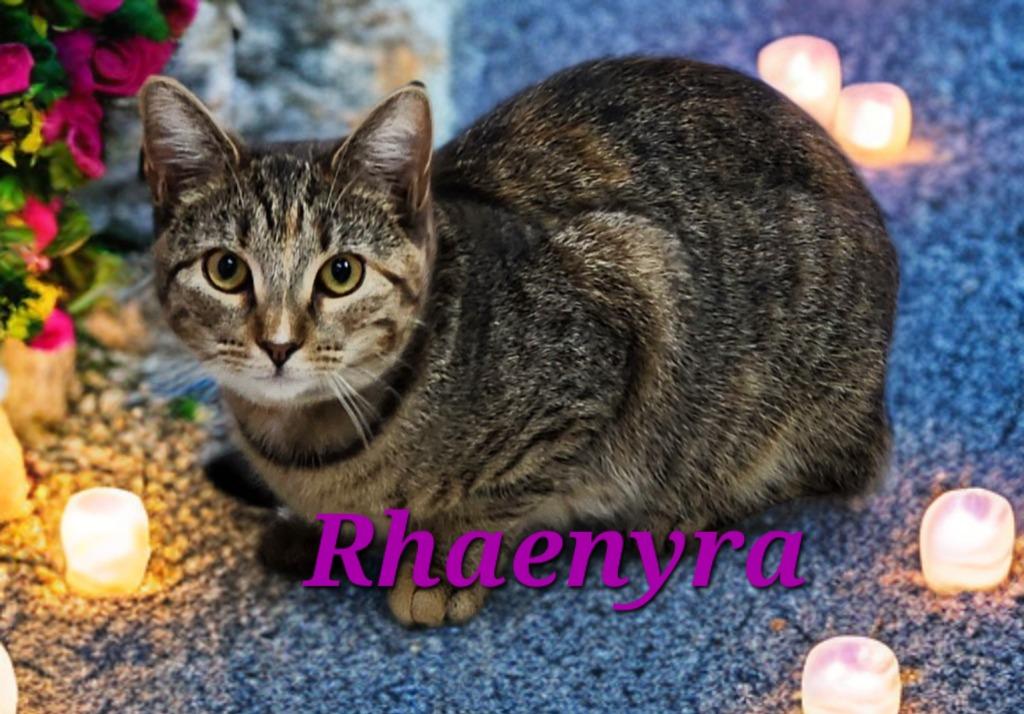 Rhaenyra, a Adoptable mixed breed in Jim Thorpe, PA image 4/4