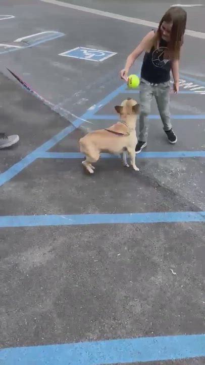 Enlarge Phil, a Adopted French Bulldog in Grand Terrace, CA video 4/7