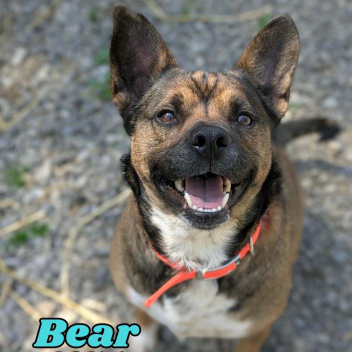 Bear, Adoptable, Adult Male Australian Cattle Dog / Blue Heeler & Australian Cattle Dog / Blue Heeler.