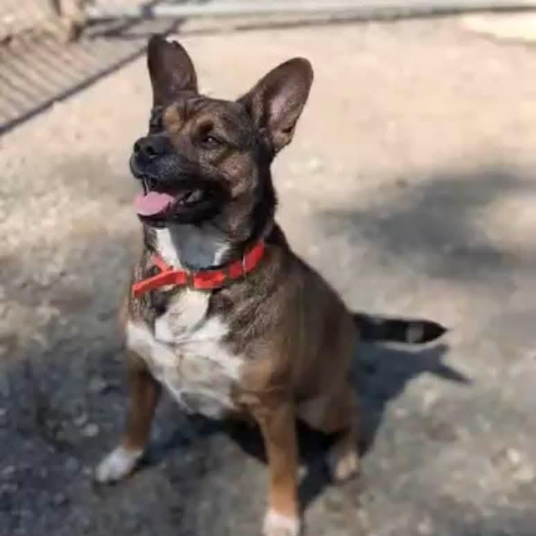 Bear, a Adoptable mixed breed in Oak Ridge, TN image 2/5