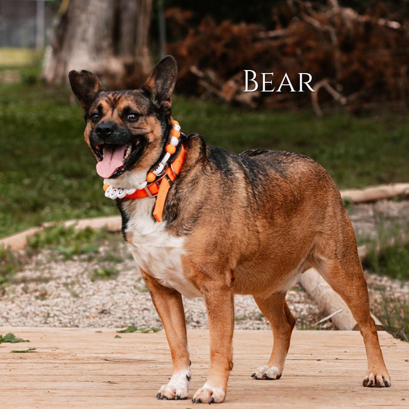 Bear, a Adoptable mixed breed in Oak Ridge, TN image 3/5