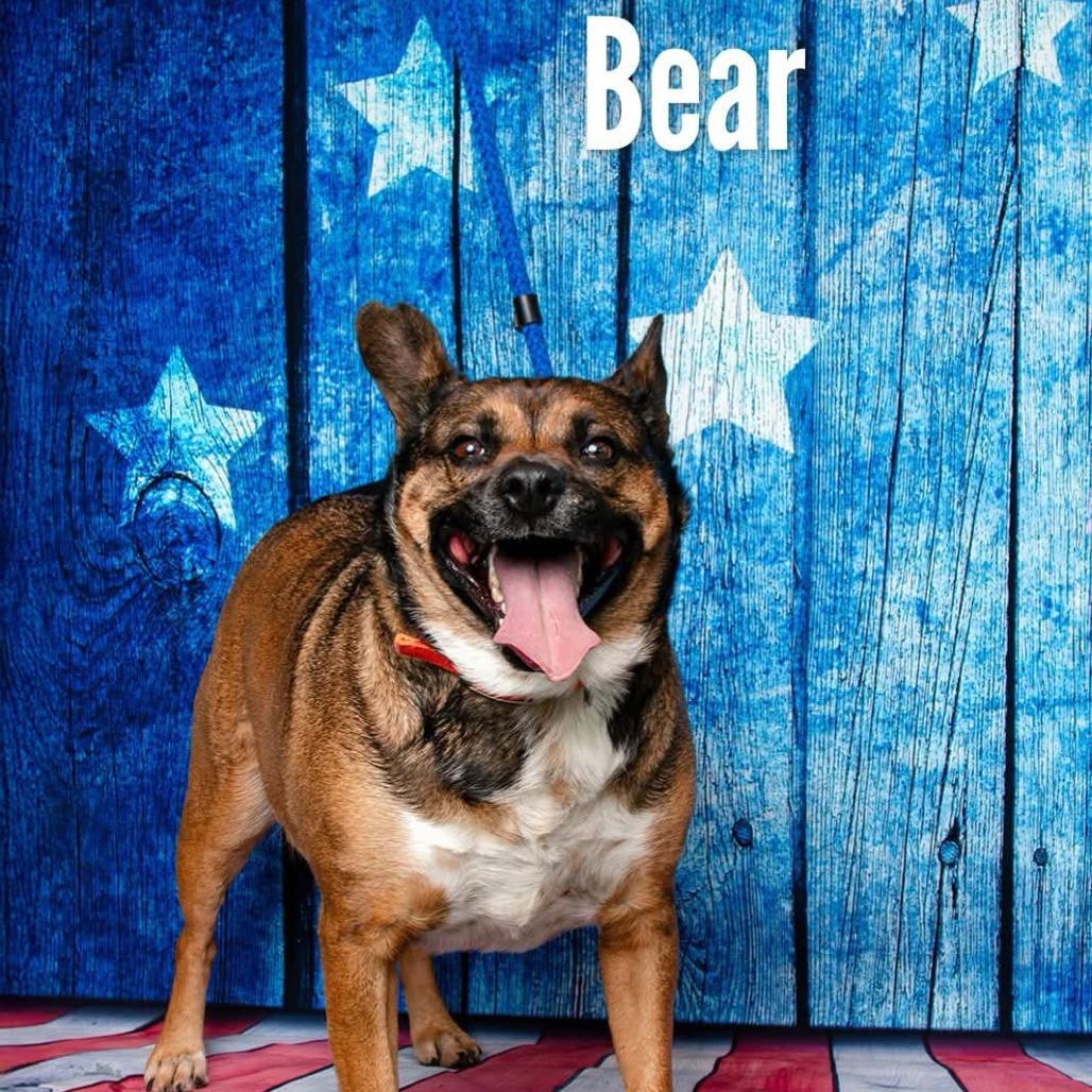 Bear, a Adoptable mixed breed in Oak Ridge, TN image 4/5
