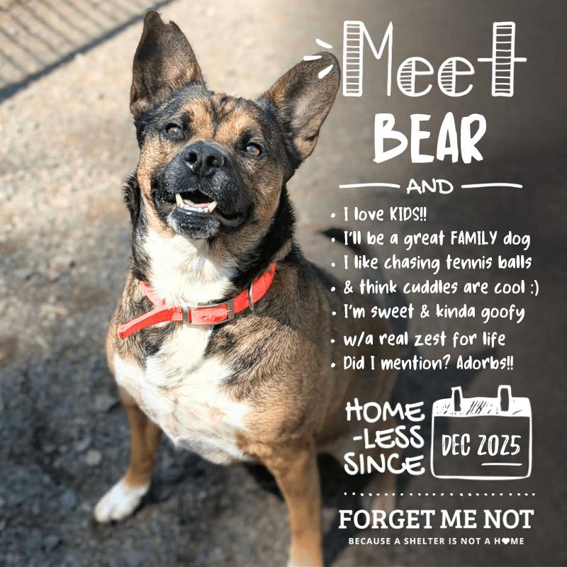 Enlarge Bear, a Adoptable mixed breed in Oak Ridge, TN image 5/6