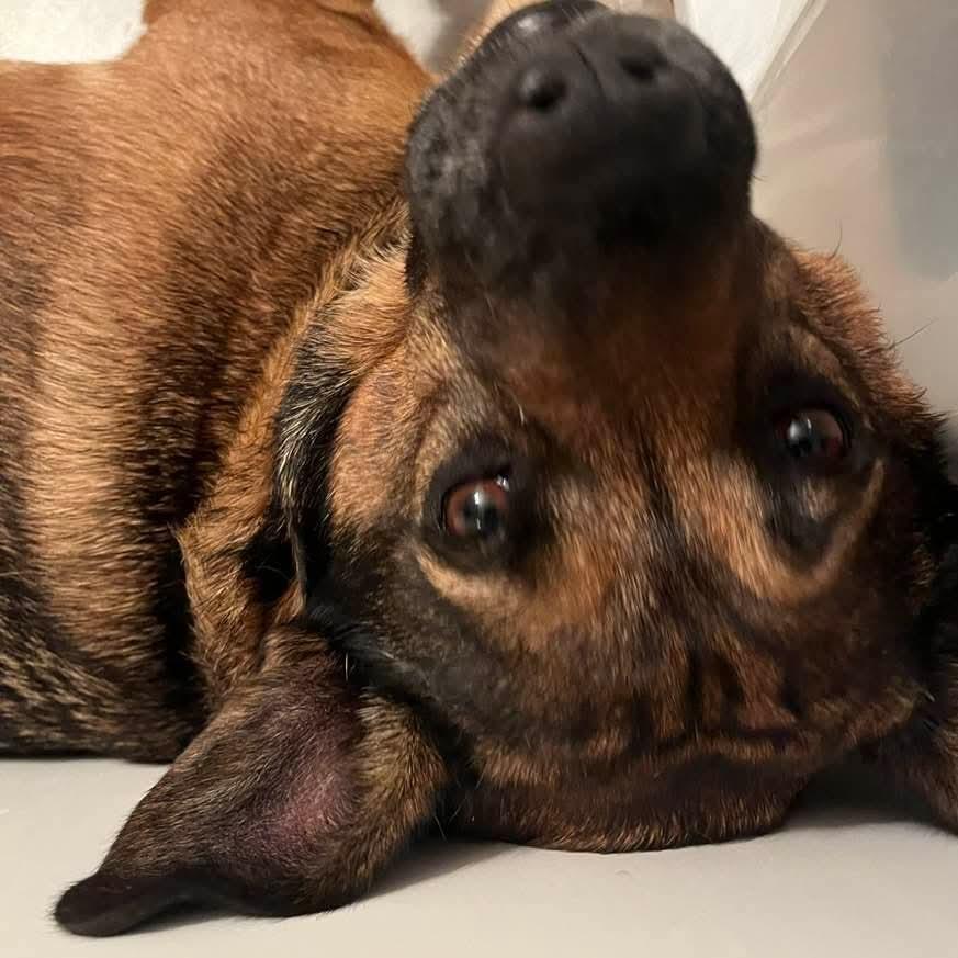 Bear, a Adoptable mixed breed in Oak Ridge, TN image 5/5