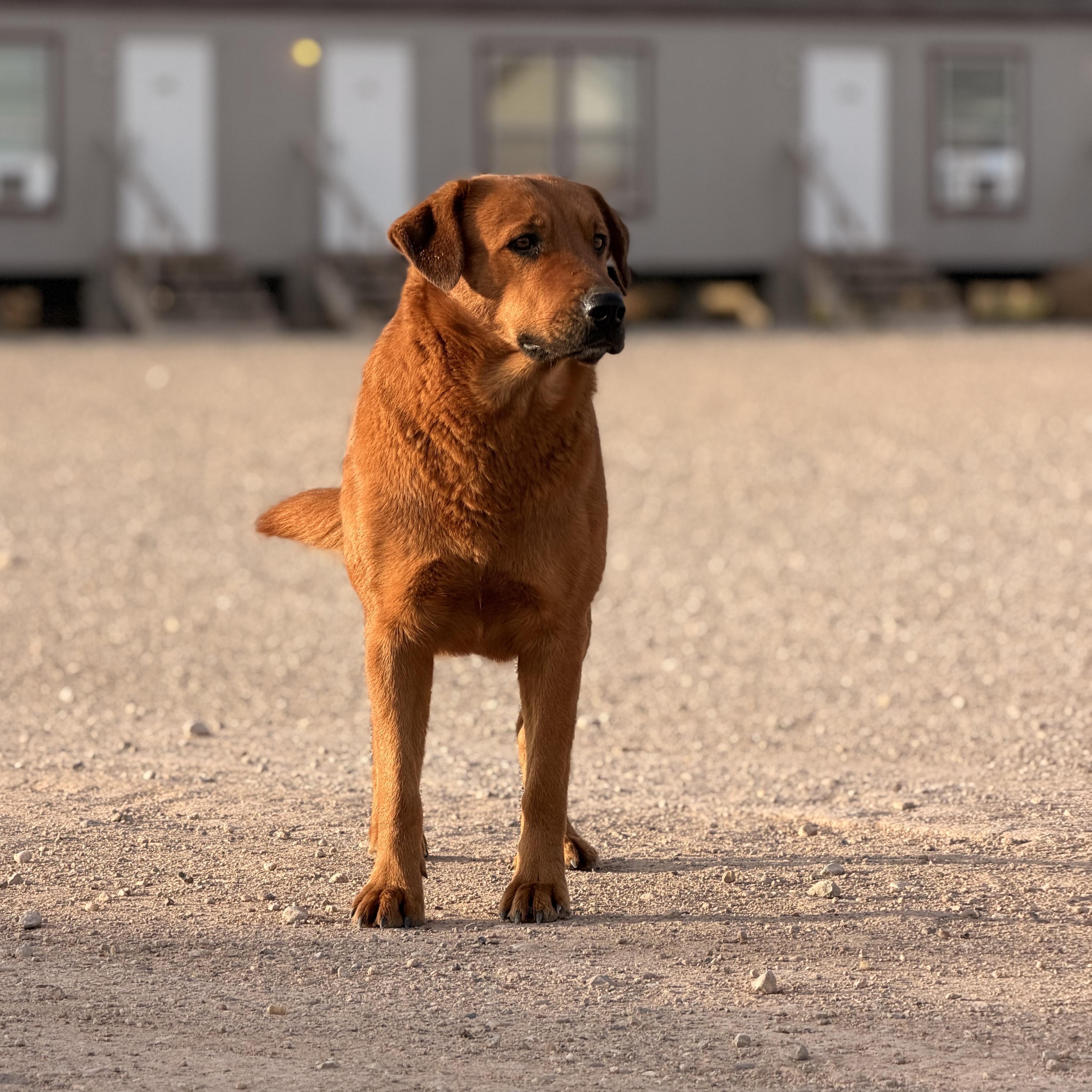 Enlarge Copper, a ADOPTABLE mixed breed in Marfa, TX image 3/6