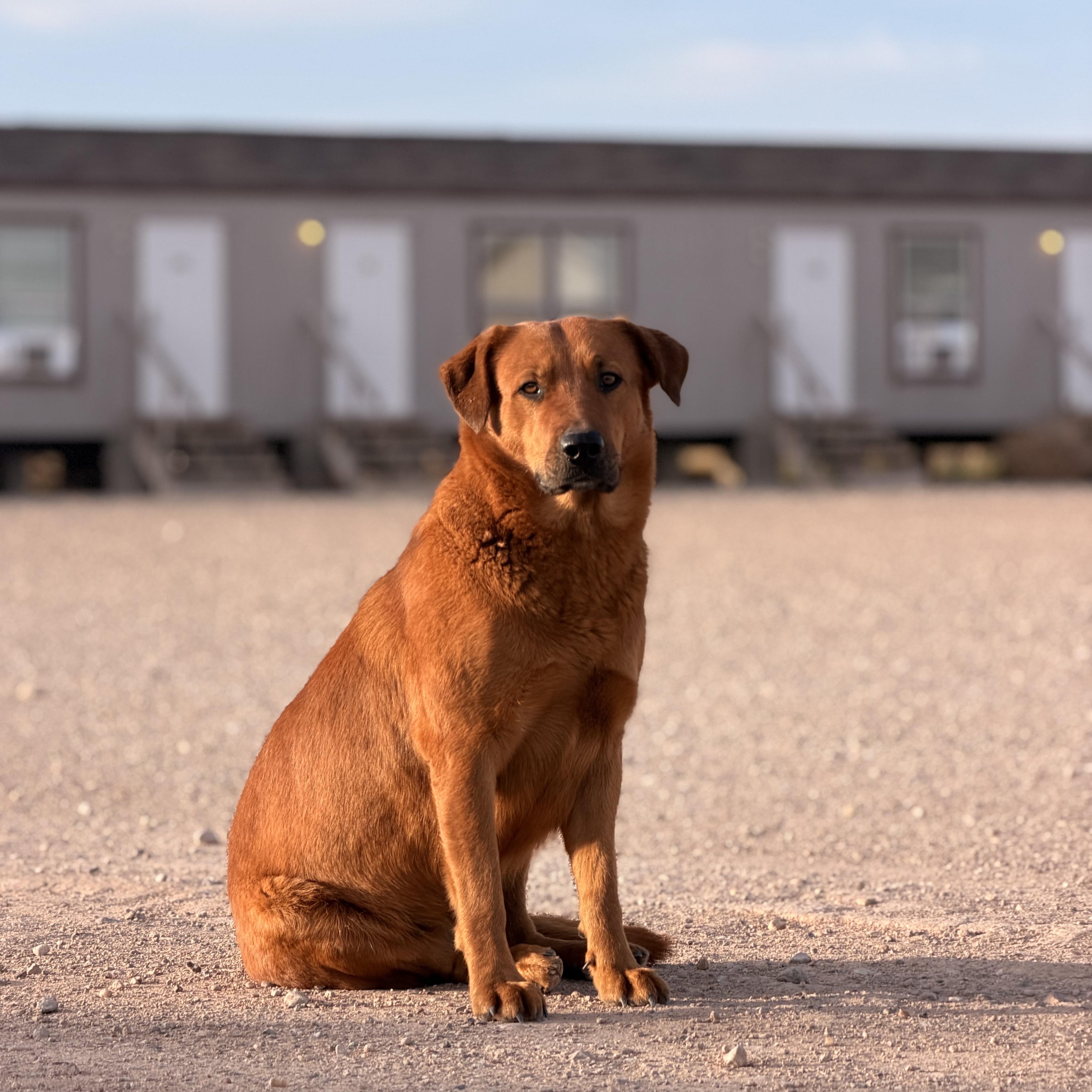 Enlarge Copper, a ADOPTABLE mixed breed in Marfa, TX image 4/6