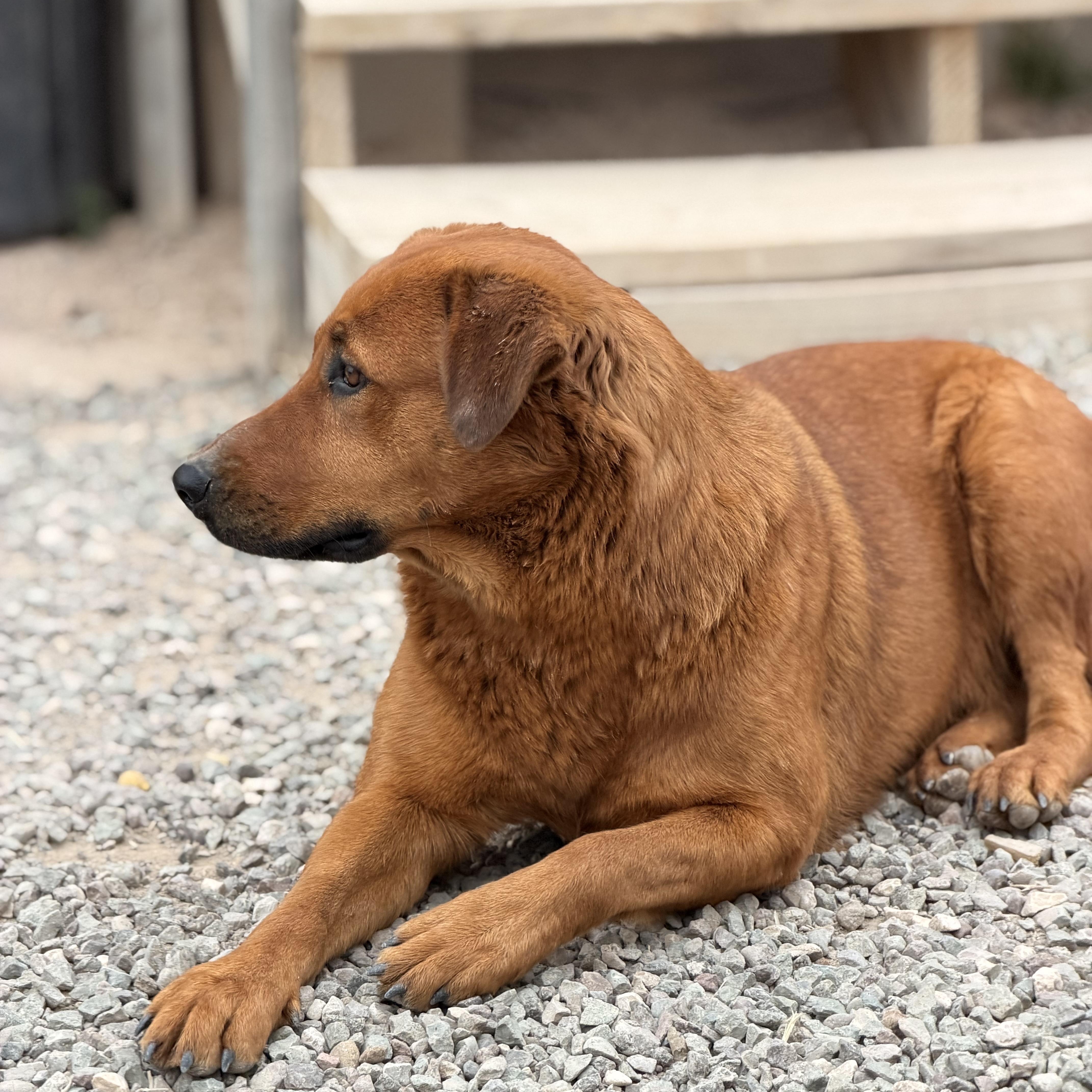 Enlarge Copper, a ADOPTABLE mixed breed in Marfa, TX image 2/6