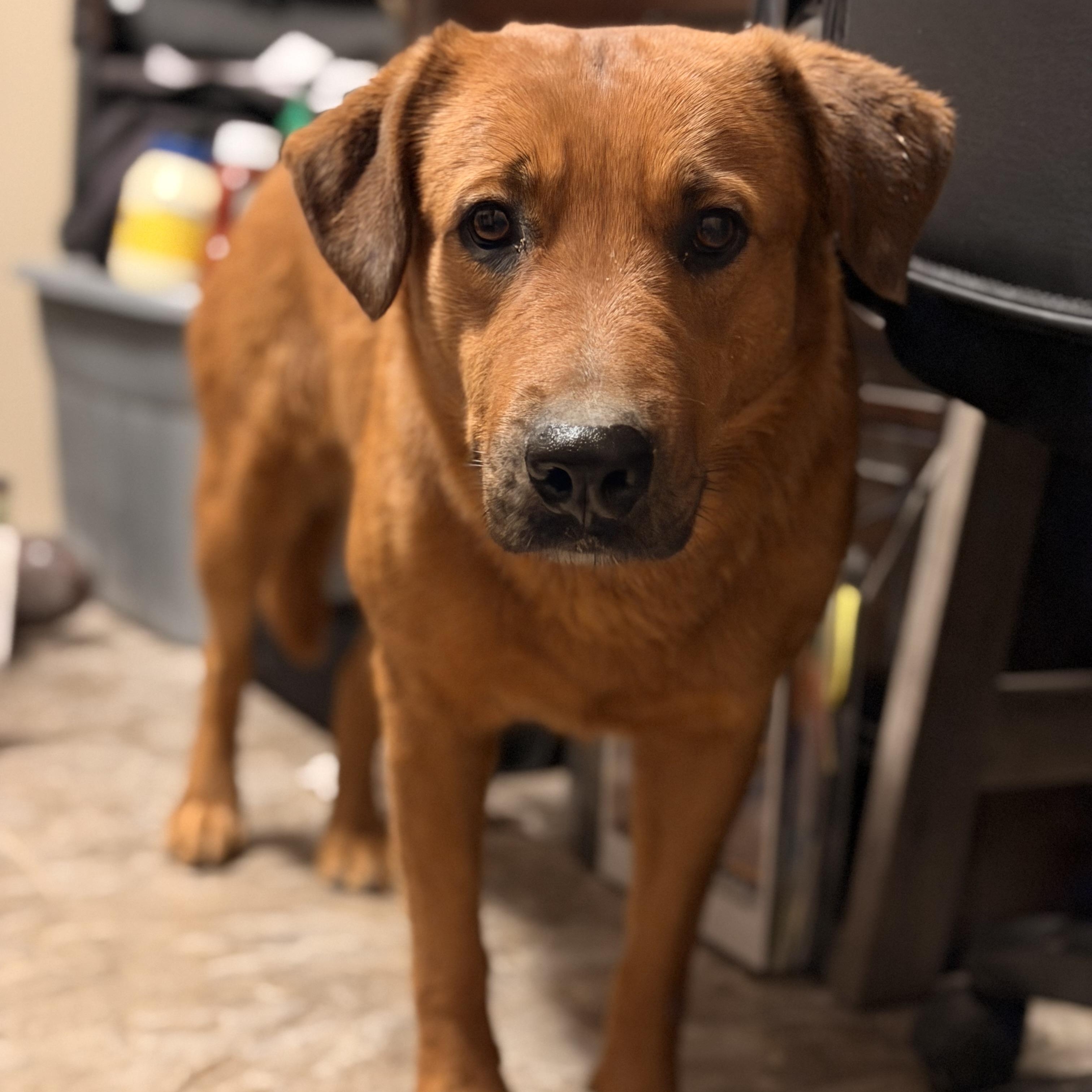 Enlarge Copper, a ADOPTABLE mixed breed in Marfa, TX image 6/6