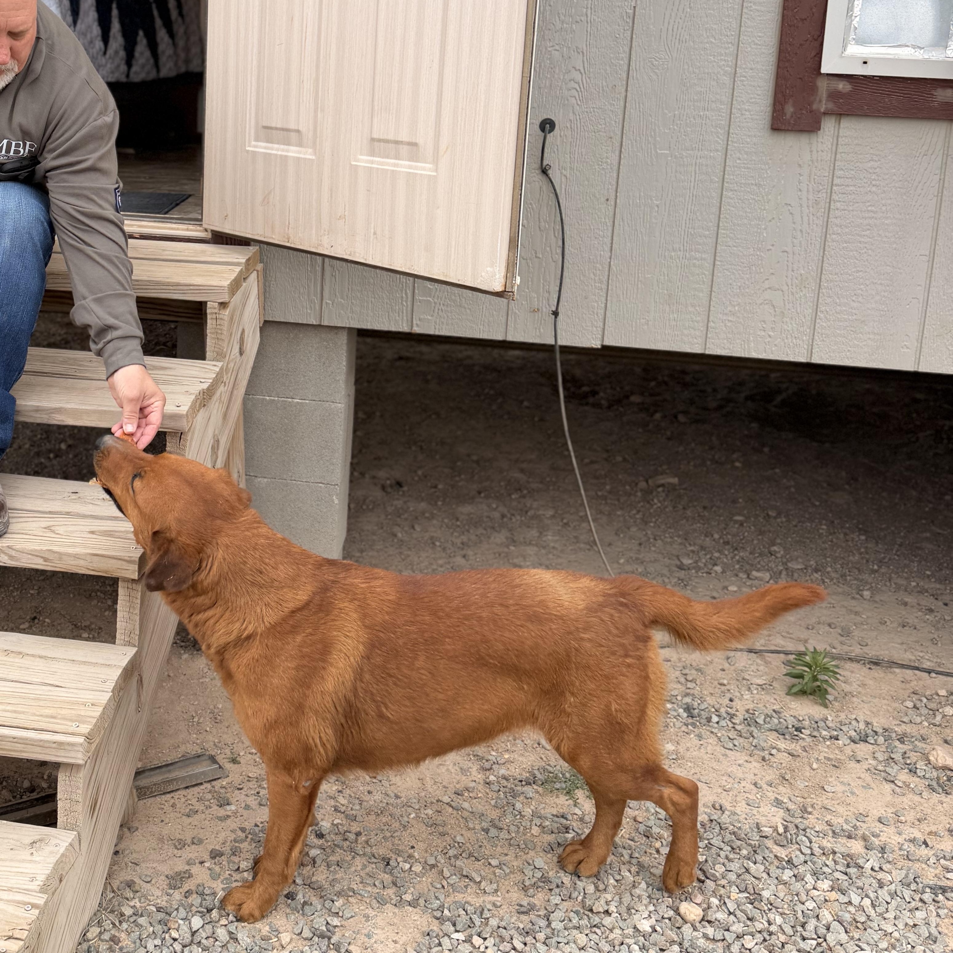 Enlarge Copper, a ADOPTABLE mixed breed in Marfa, TX image 5/6