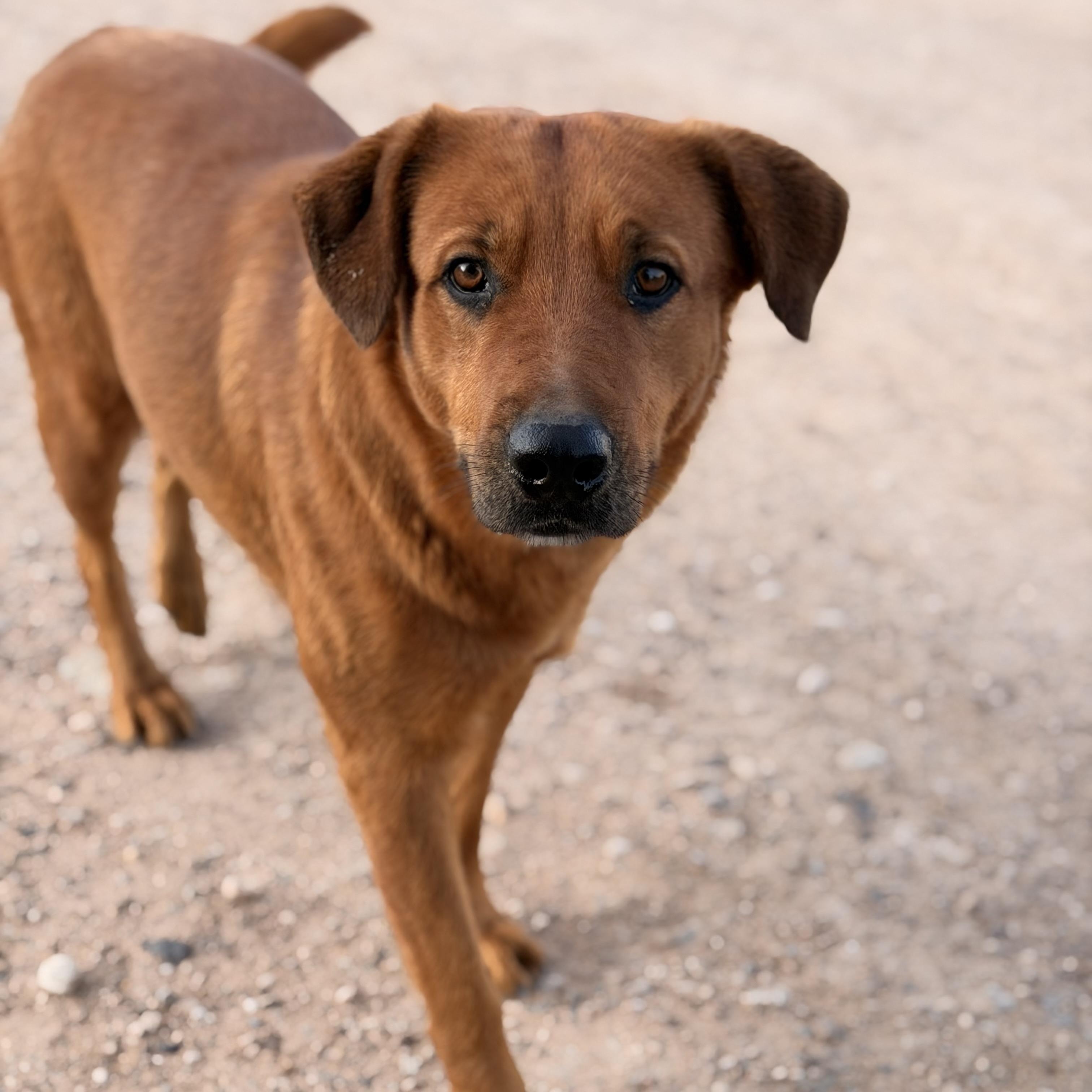 Copper, ADOPTABLE, Adult Female Labrador Retriever.