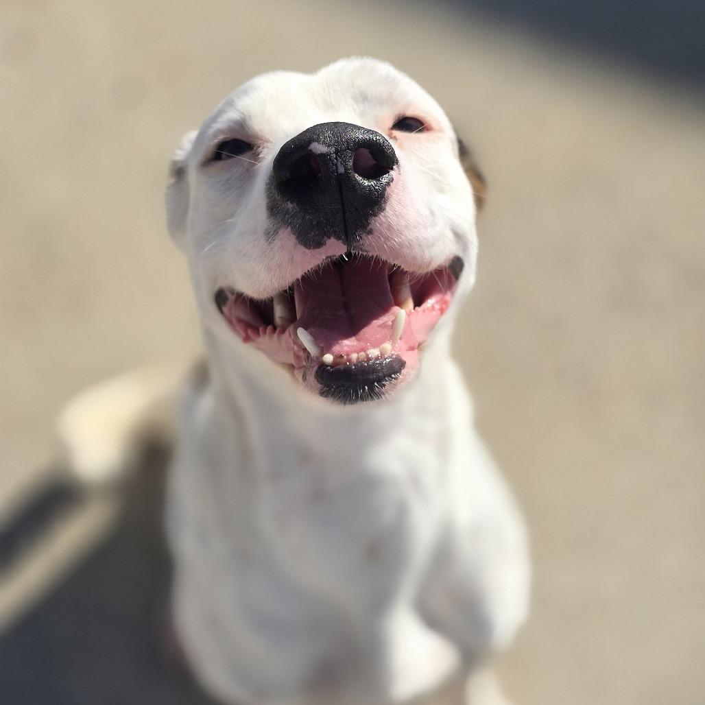 Enlarge Delmar, a Adoptable Mixed Breed in Dixon, IL image 1/1