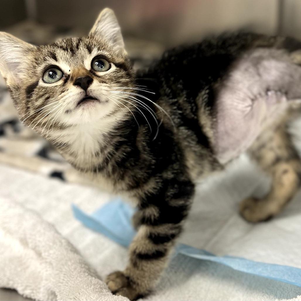 Suds, Adoptable, Young Male Domestic Short Hair.
