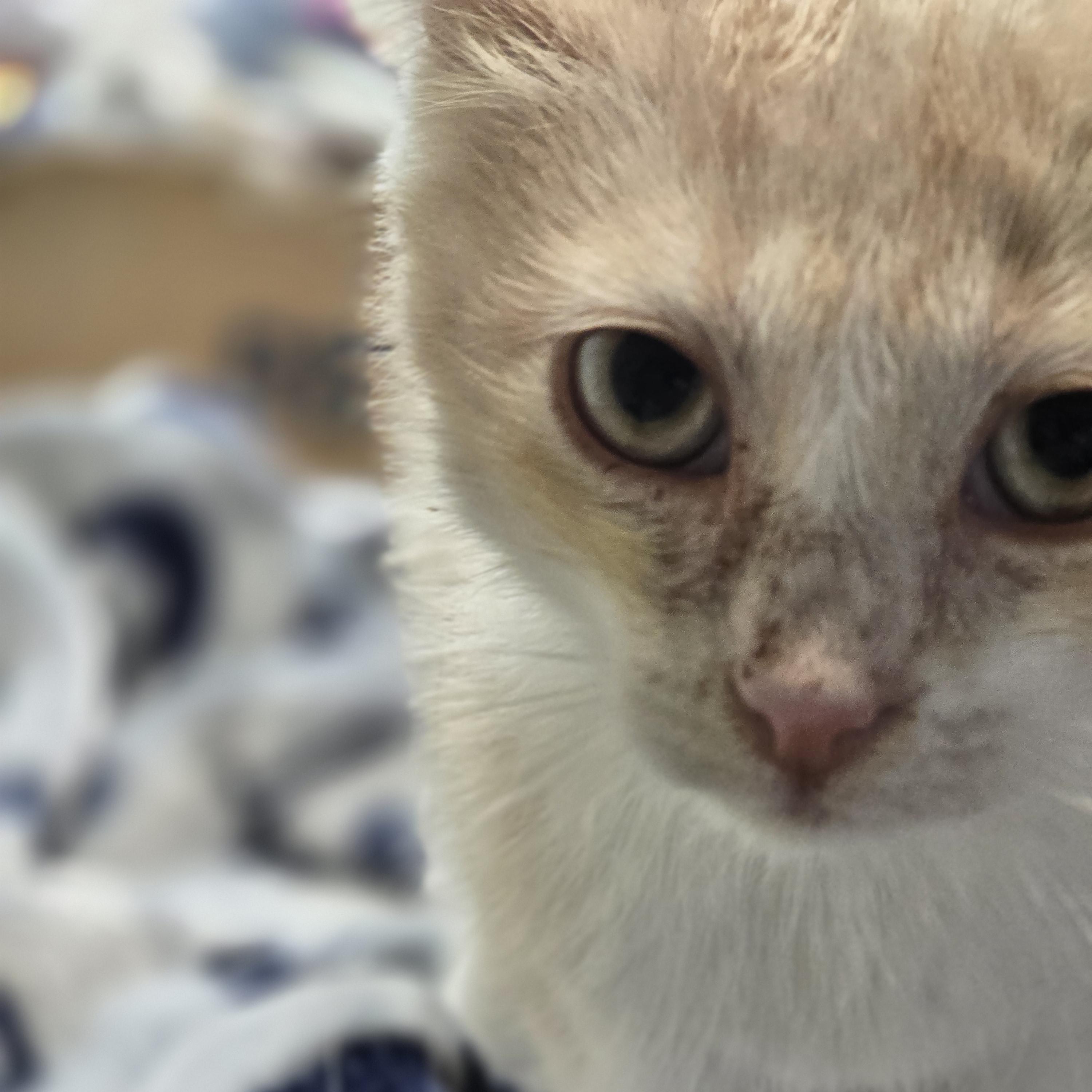 Cream Soda, a ADOPTABLE Domestic Short Hair in Allison Park, PA image 1/3