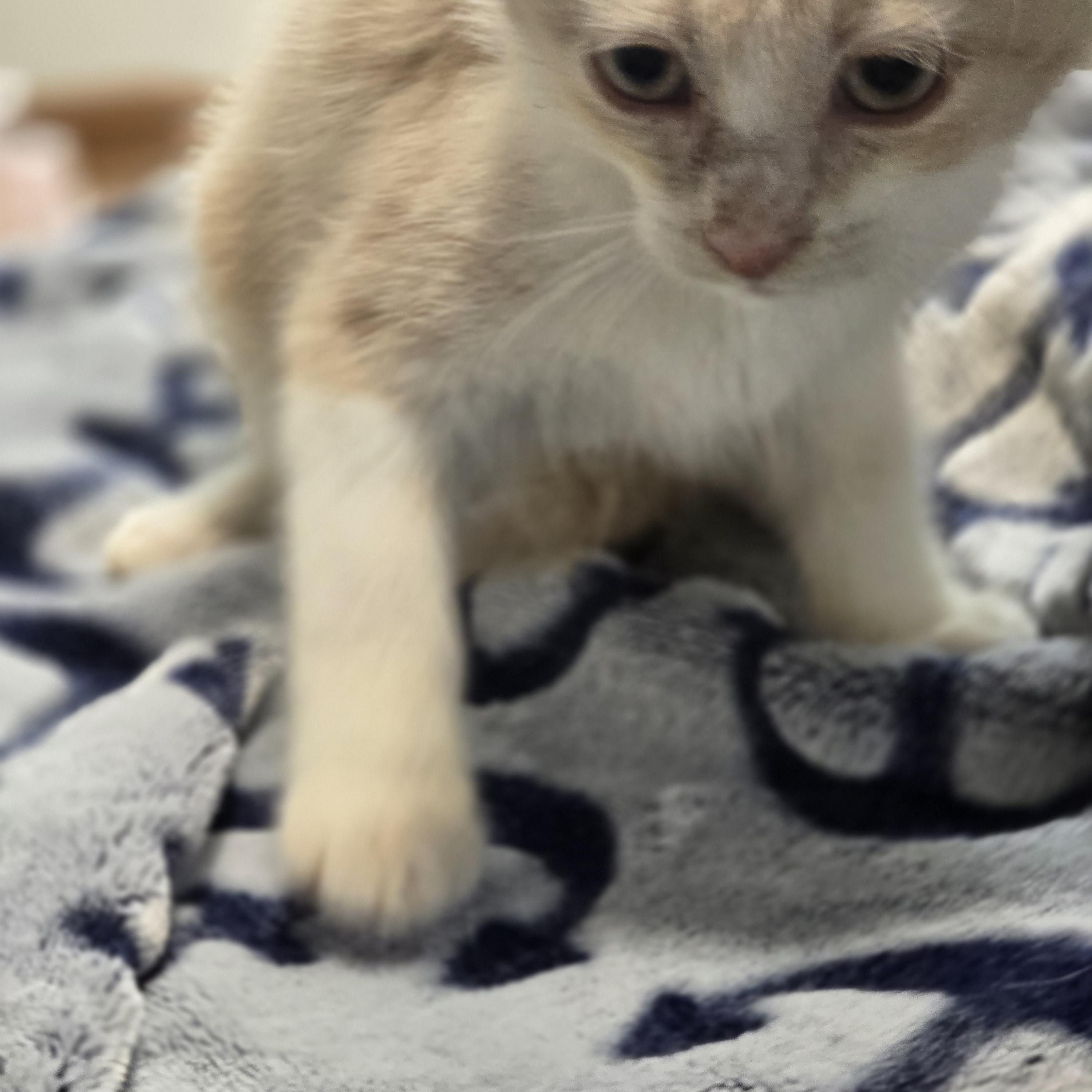 Cream Soda, a ADOPTABLE Domestic Short Hair in Allison Park, PA image 2/3