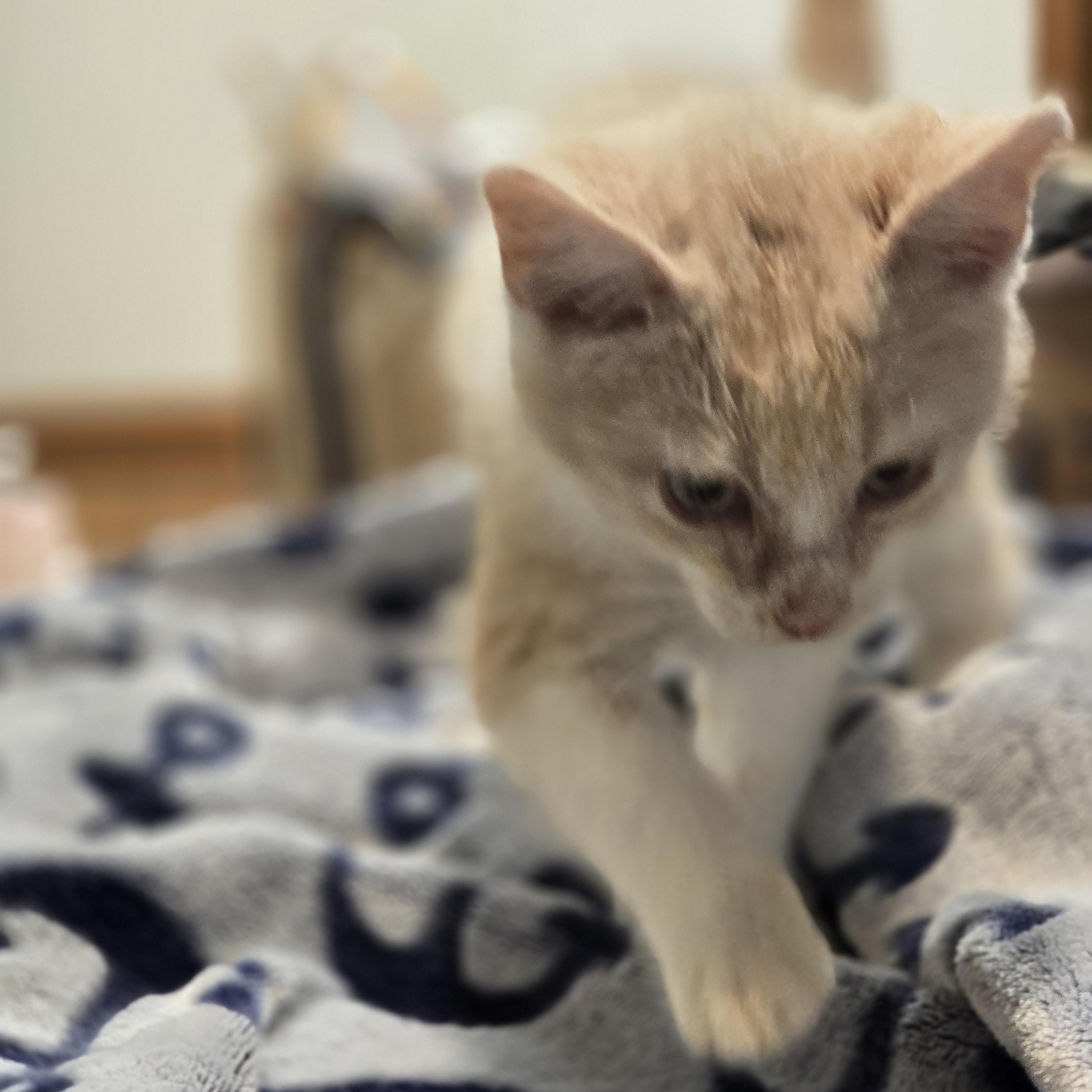 Cream Soda, a ADOPTABLE Domestic Short Hair in Allison Park, PA image 3/3