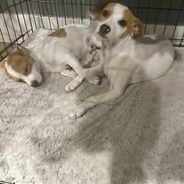 Miso & Wasabi BONDED PAIR, a ADOPTABLE mixed breed in Miami, FL image 5/5