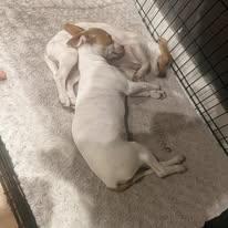 Miso & Wasabi BONDED PAIR, a ADOPTABLE mixed breed in Miami, FL image 4/5