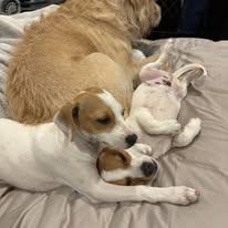 Miso & Wasabi BONDED PAIR, a ADOPTABLE mixed breed in Miami, FL image 2/5