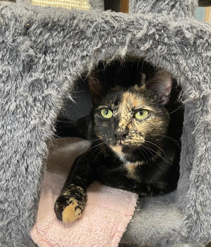 Enlarge Topaz, a Adoptable mixed breed in Spooner, WI image 1/3