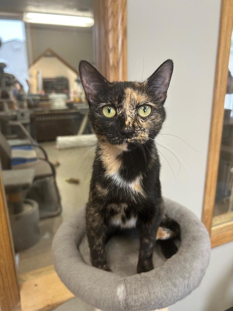 Enlarge Topaz, a Adoptable mixed breed in Spooner, WI image 3/3