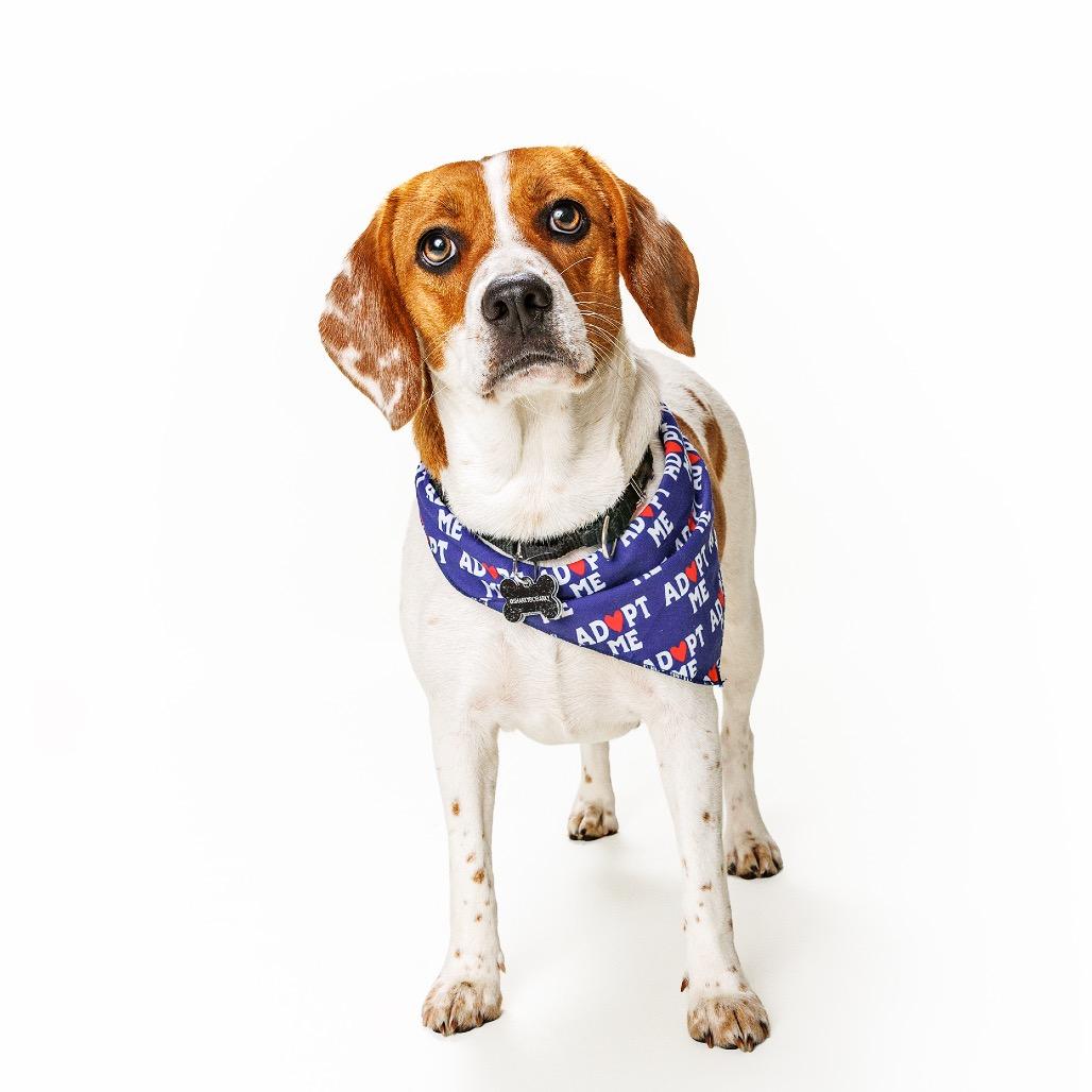 Enlarge Vanilla, a Adoptable Beagle in Raleigh, NC image 1/6