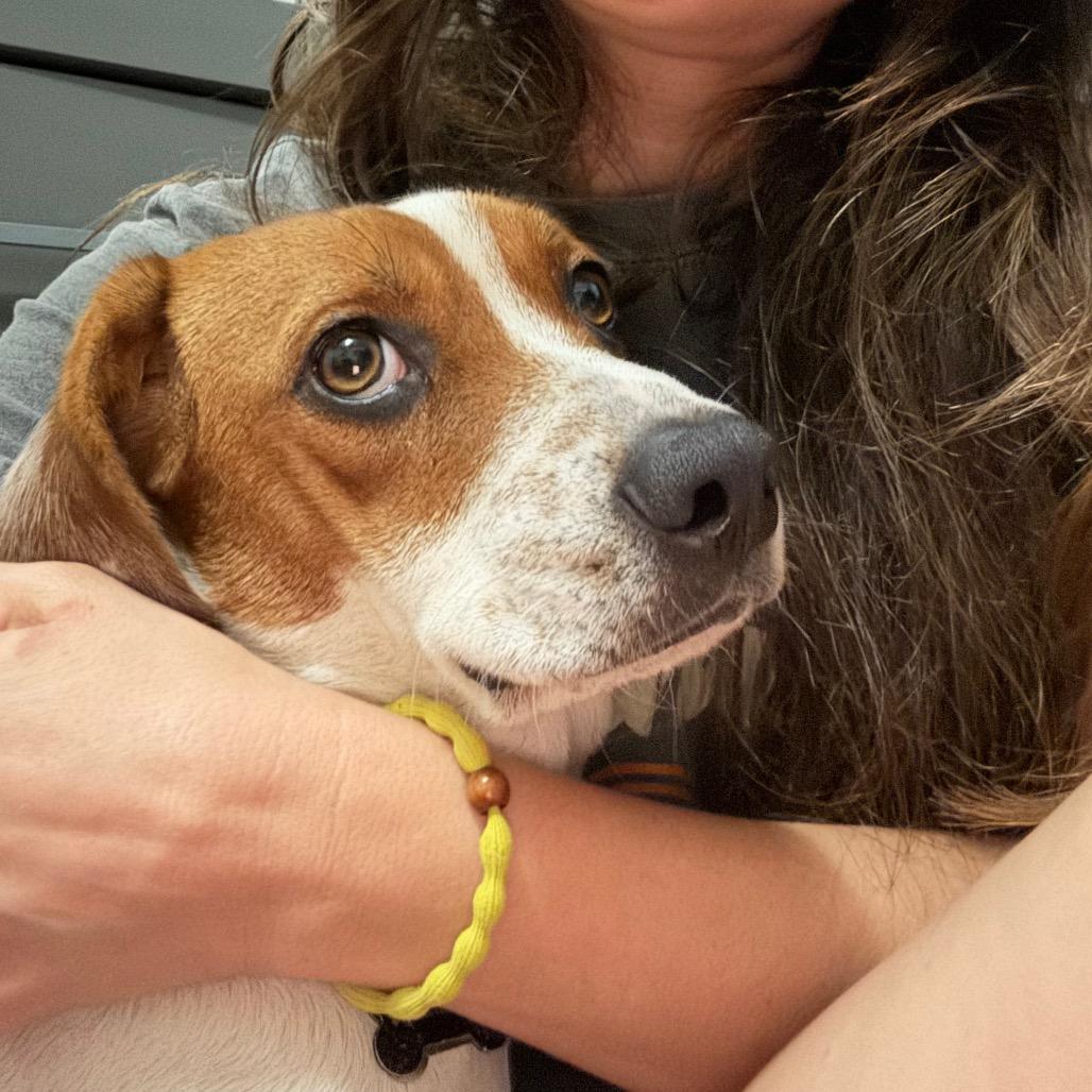 Enlarge Vanilla, a Adoptable Beagle in Raleigh, NC image 2/6