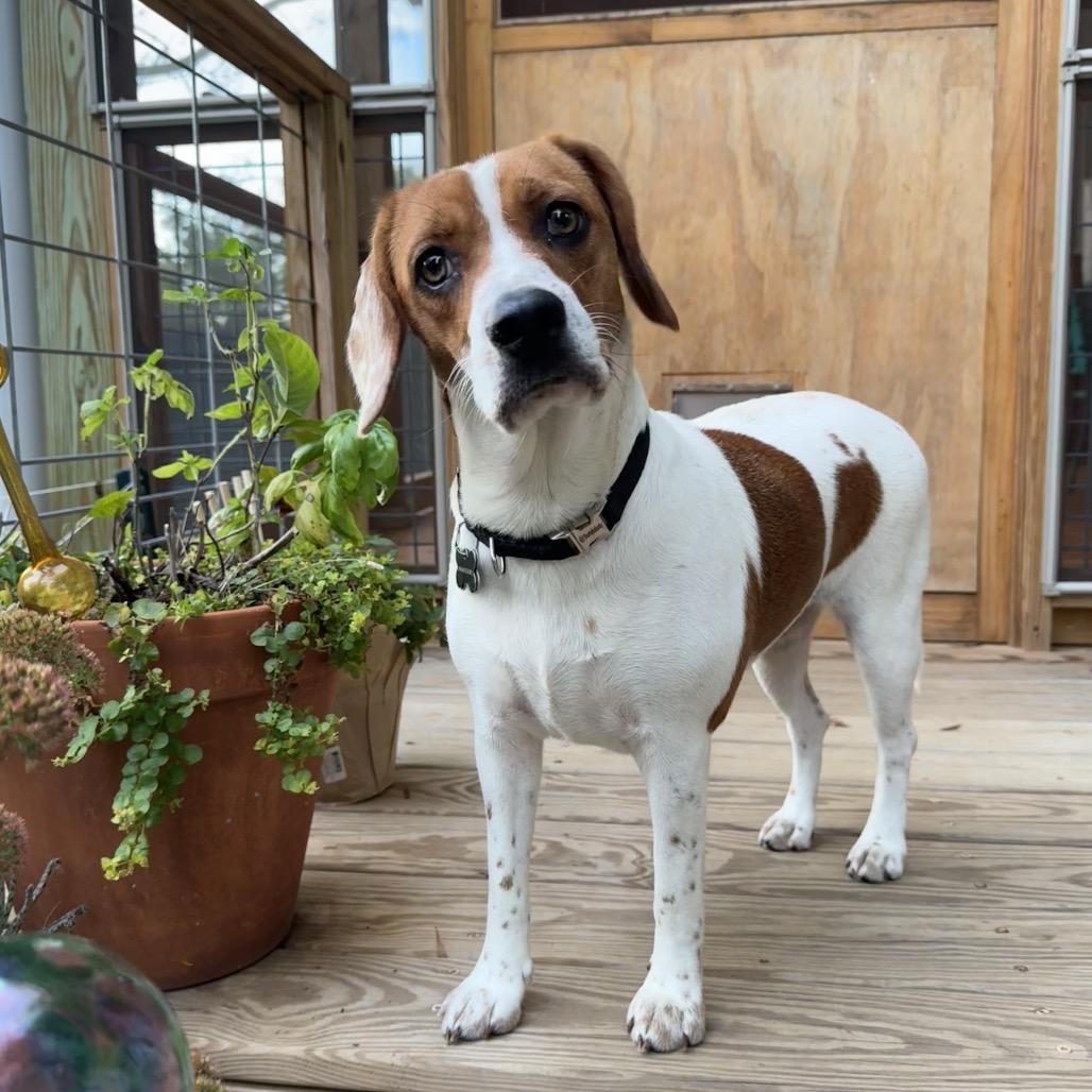 Enlarge Vanilla, a Adoptable Beagle in Raleigh, NC image 3/6