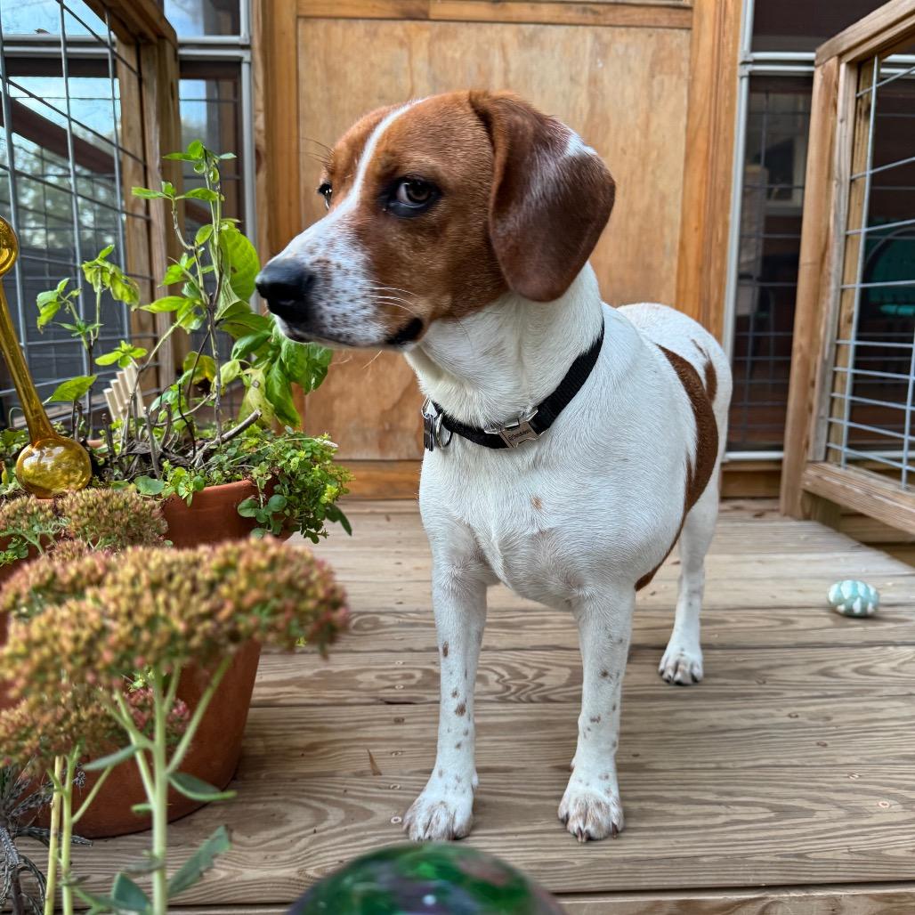 Enlarge Vanilla, a Adoptable Beagle in Raleigh, NC image 4/6