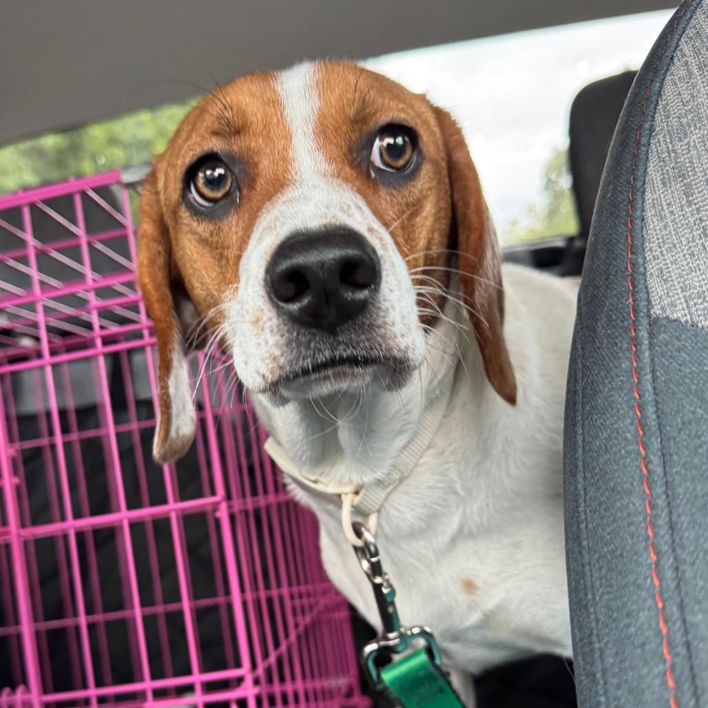 Enlarge Vanilla, a Adoptable Beagle in Raleigh, NC image 5/6