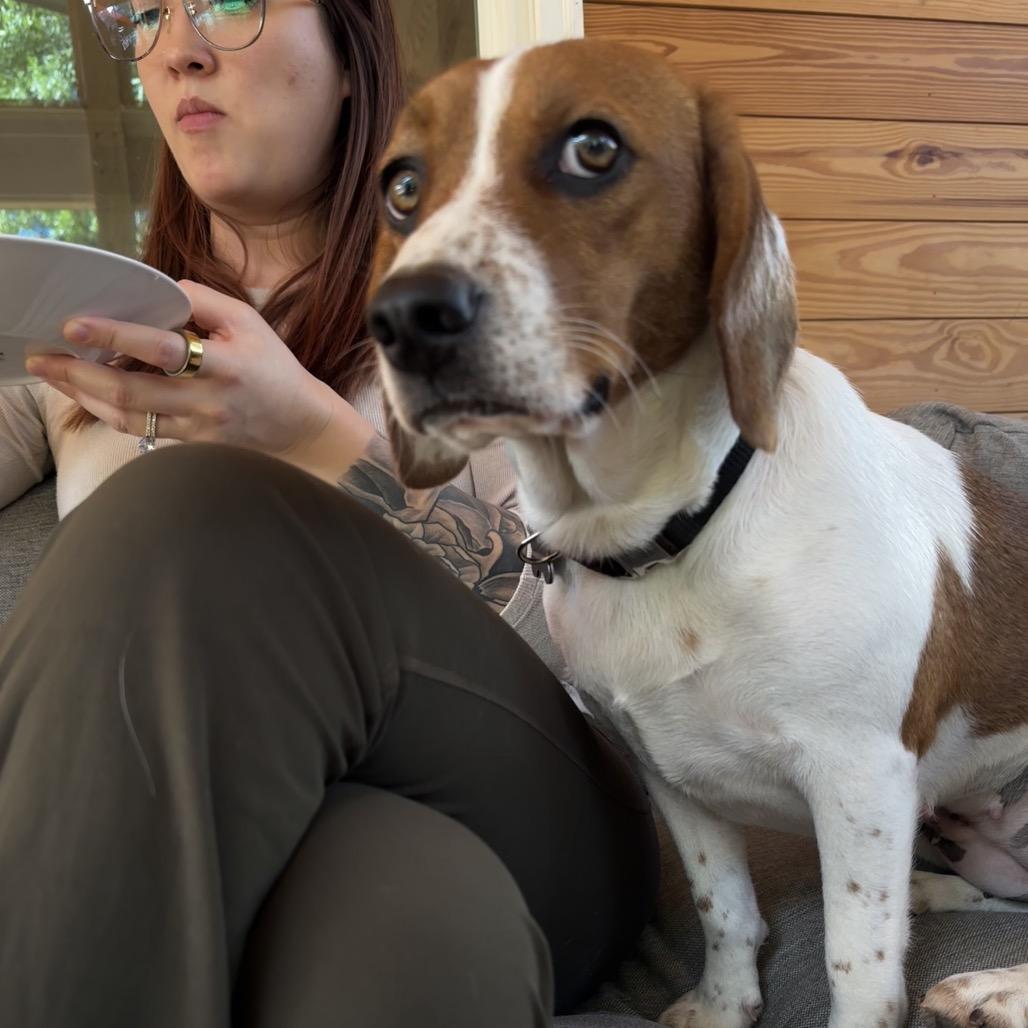 Enlarge Vanilla, a Adoptable Beagle in Raleigh, NC image 6/6
