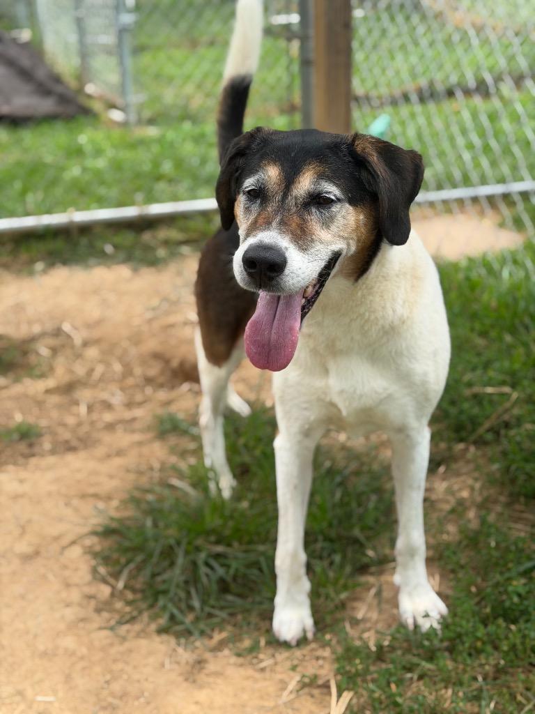 Ethel, Adoptable, Senior Female Hound & Mixed Breed.