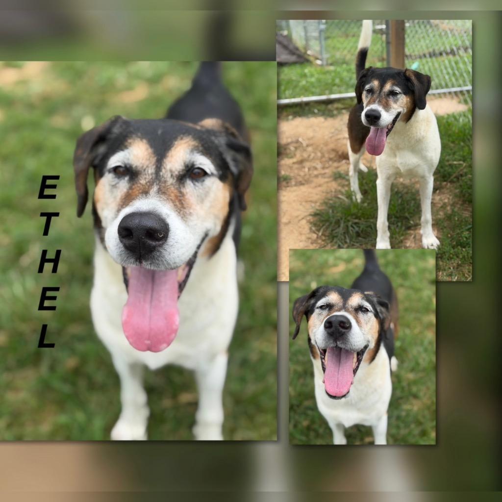 Enlarge Ethel, a Adoptable mixed breed in Blountville, TN image 2/5
