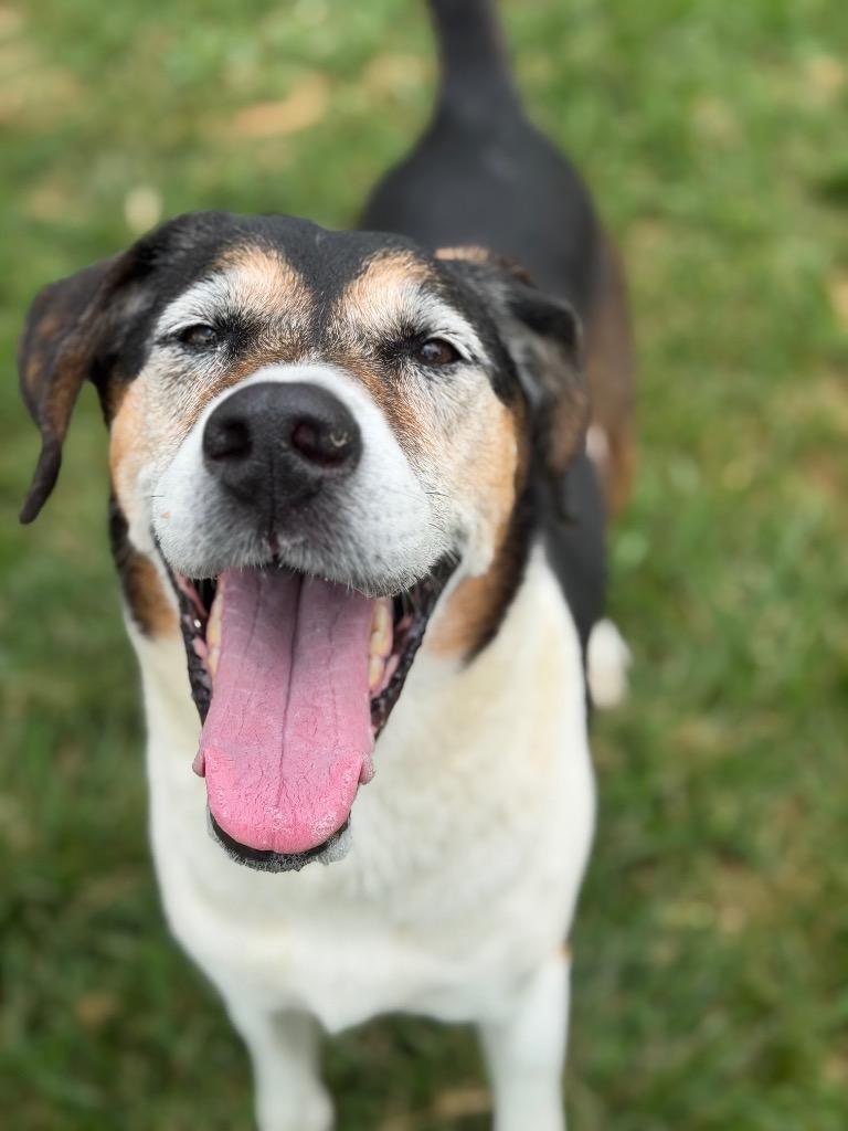 Enlarge Ethel, a Adoptable mixed breed in Blountville, TN image 4/5