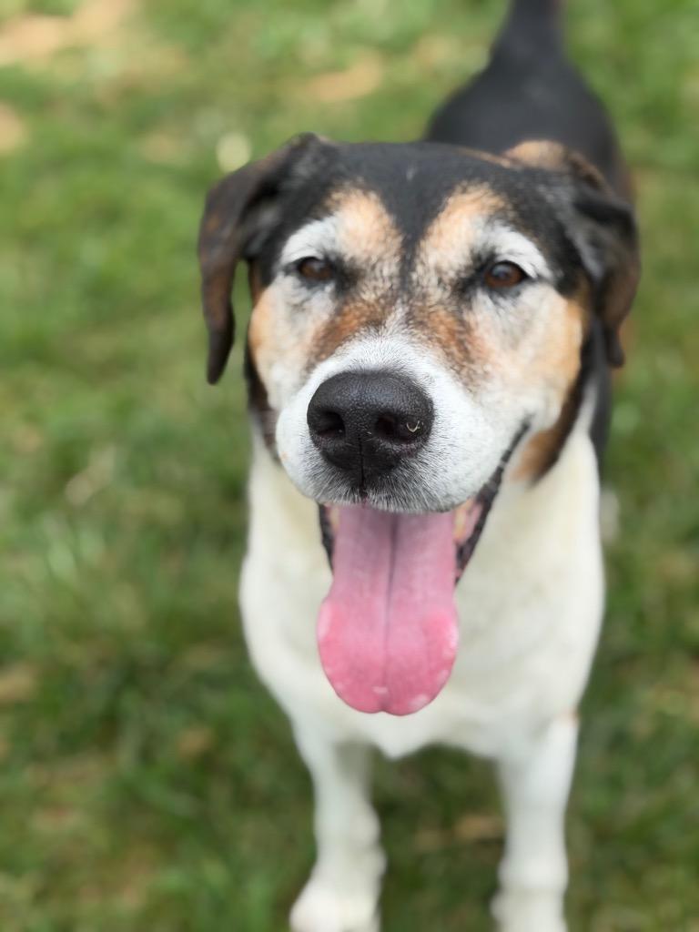 Enlarge Ethel, a Adoptable mixed breed in Blountville, TN image 5/5