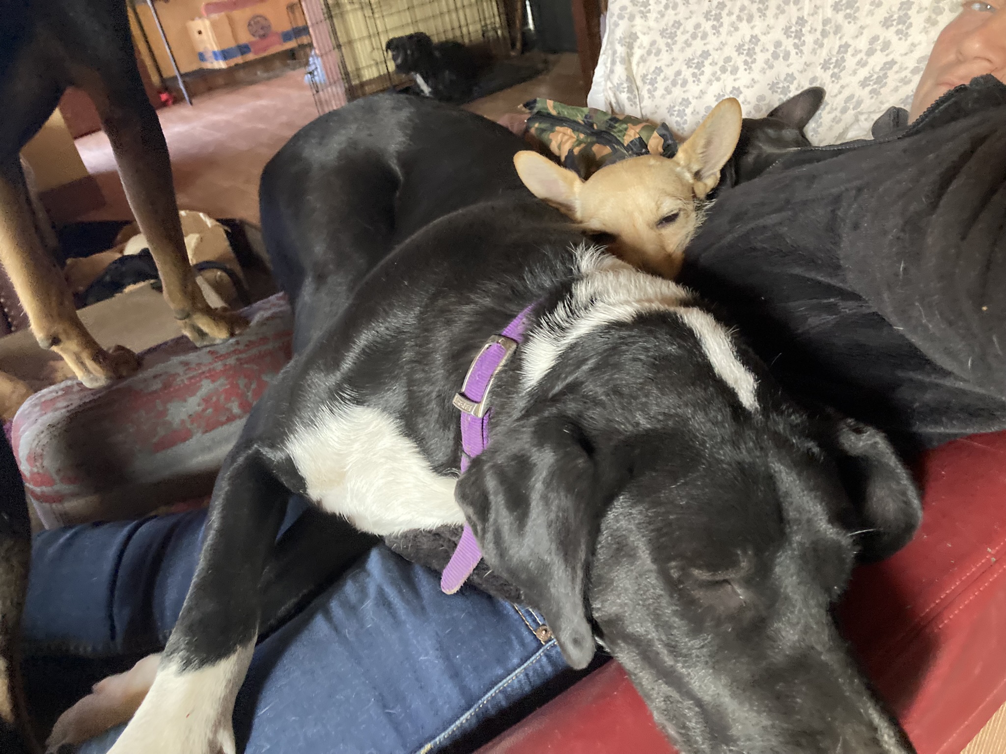 Piper ‘ photo 2