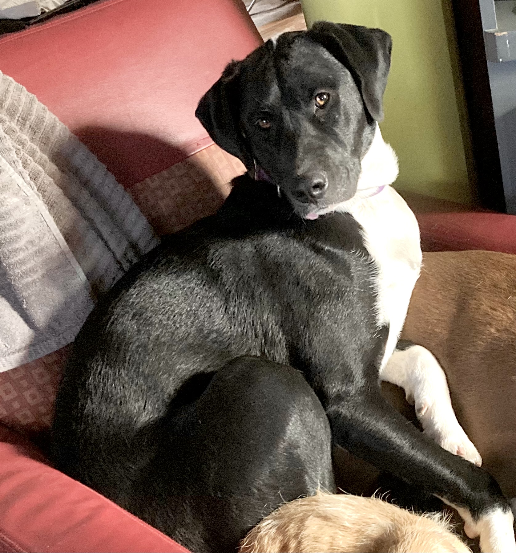 Piper ‘