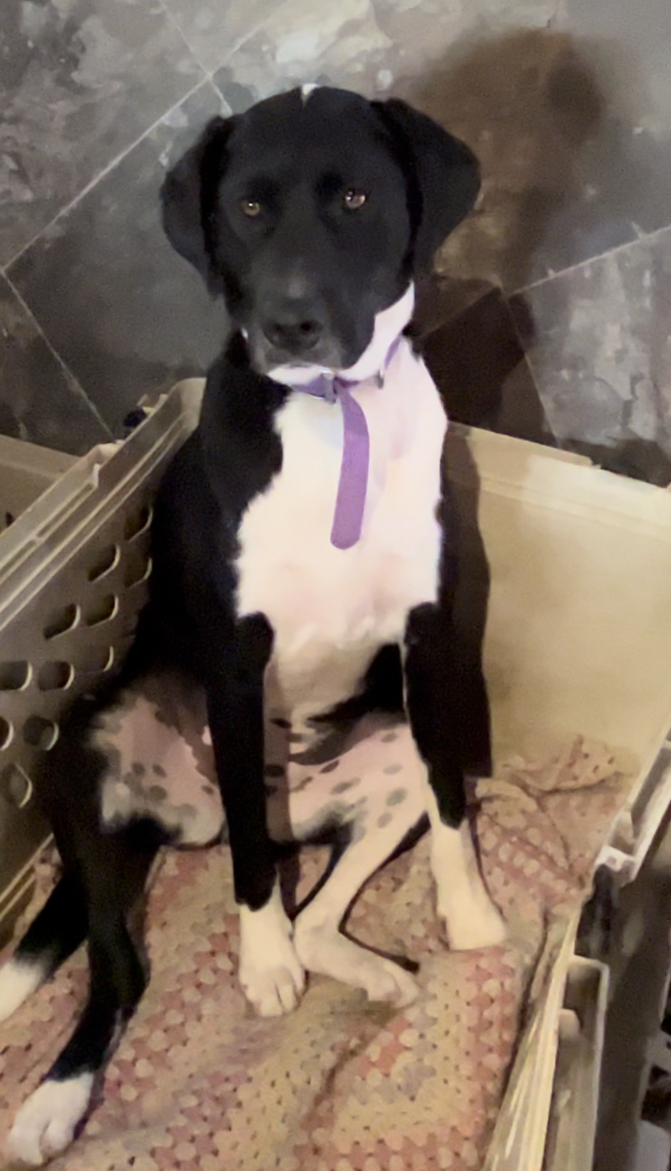 Piper ‘ photo 4