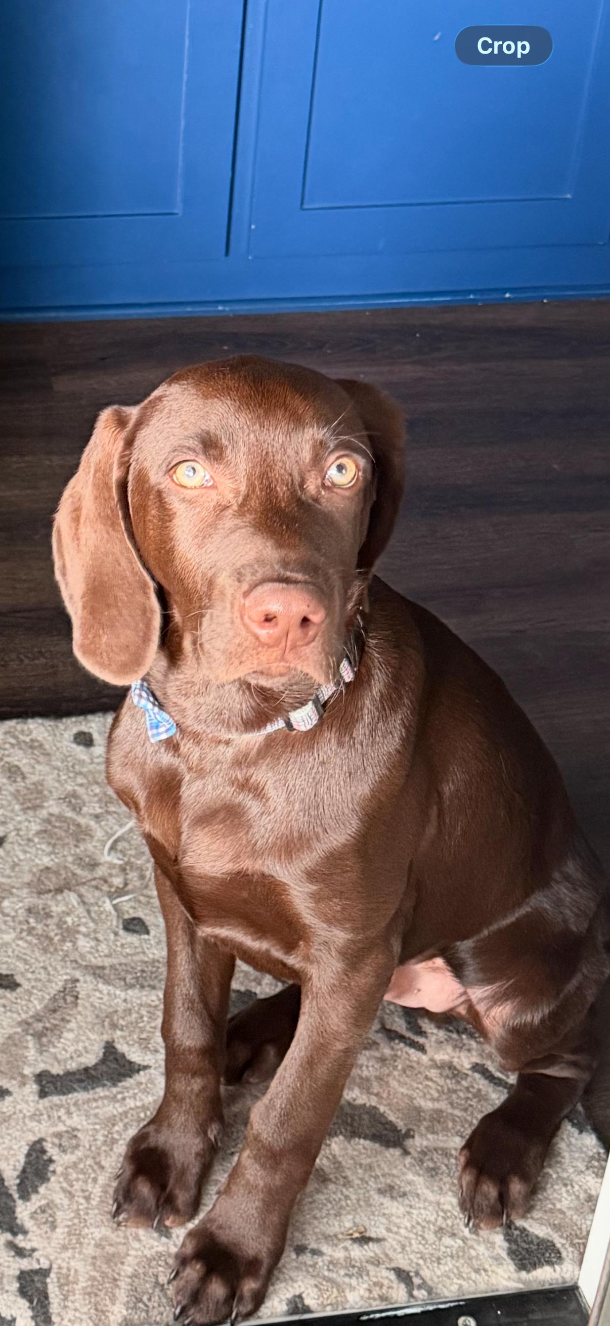 Phil, Adopted, Puppy Male Labrador Retriever.